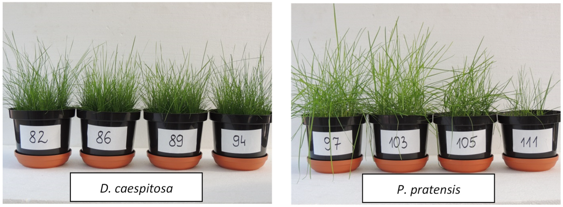 Agronomy 13 00160 g003