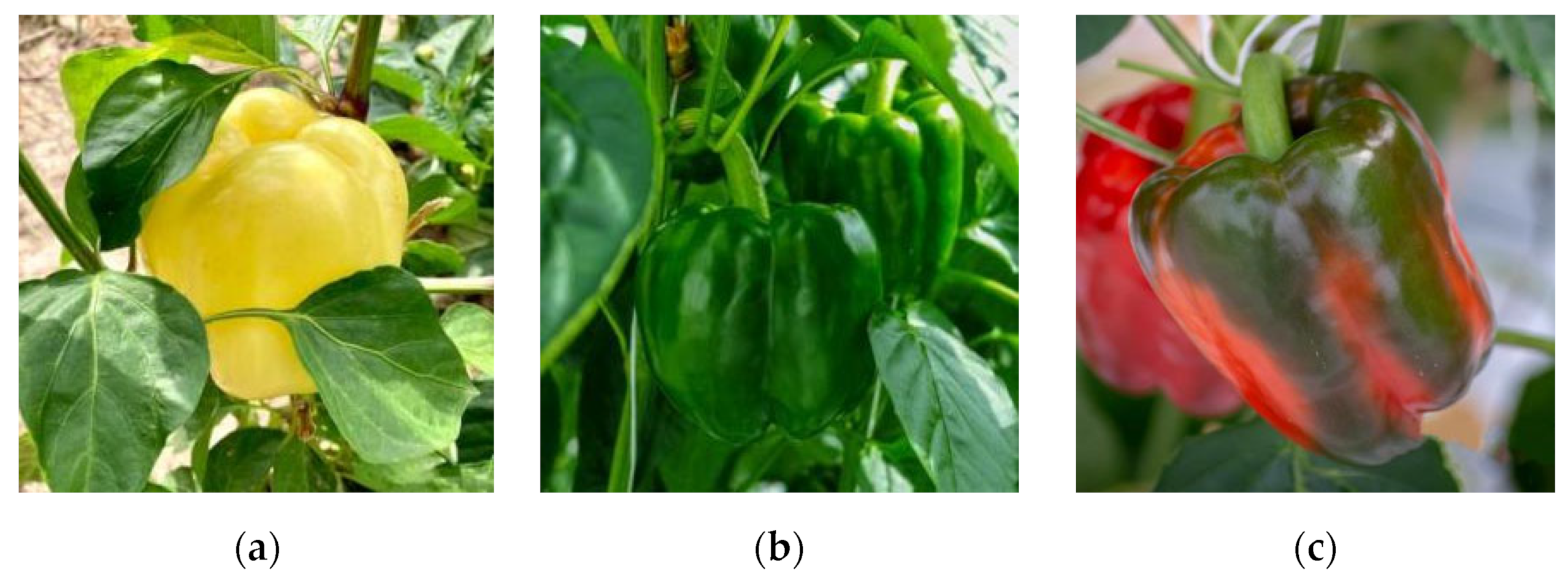 Agronomy 13 00196 g002