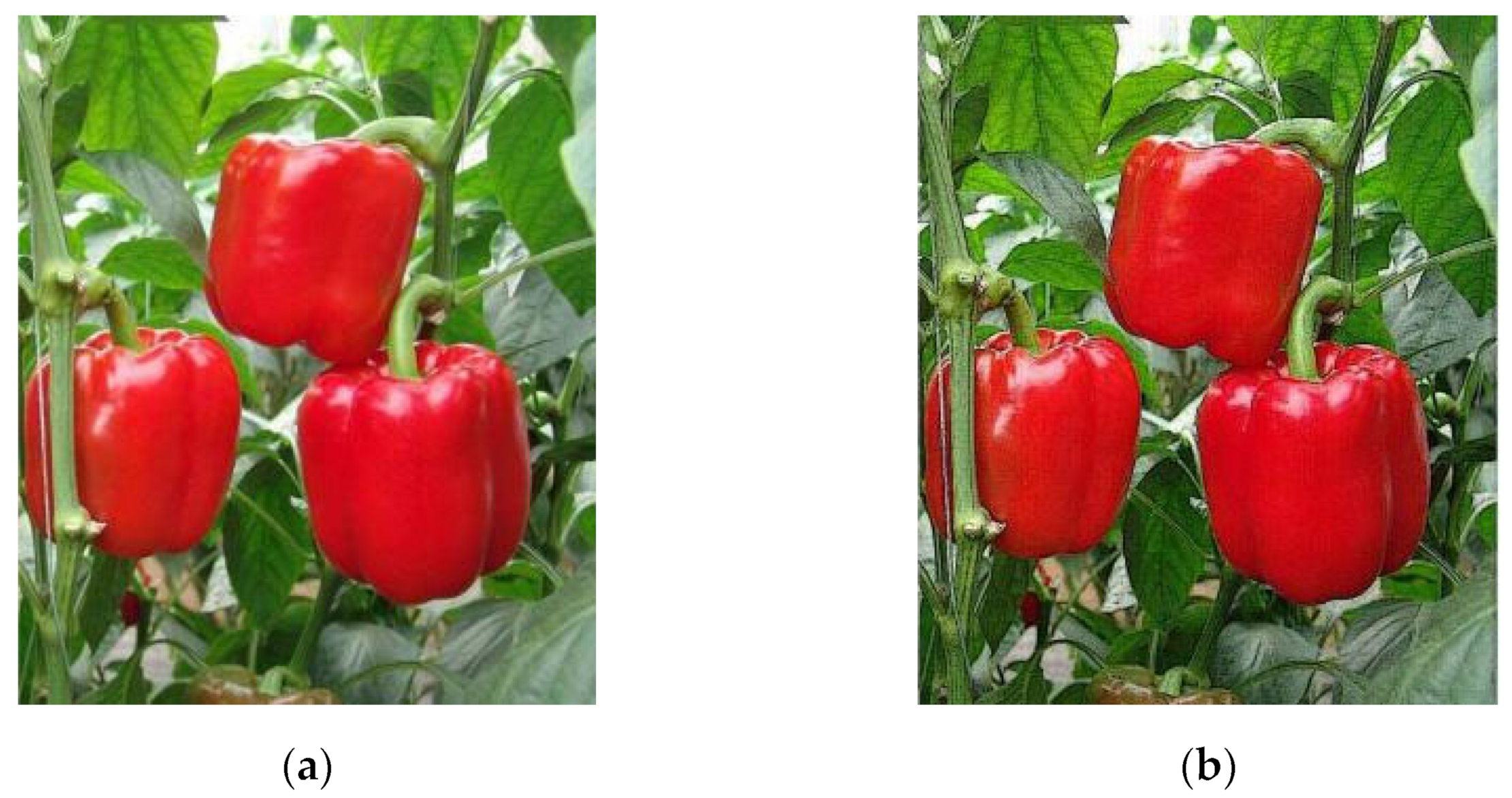 Agronomy 13 00196 g004