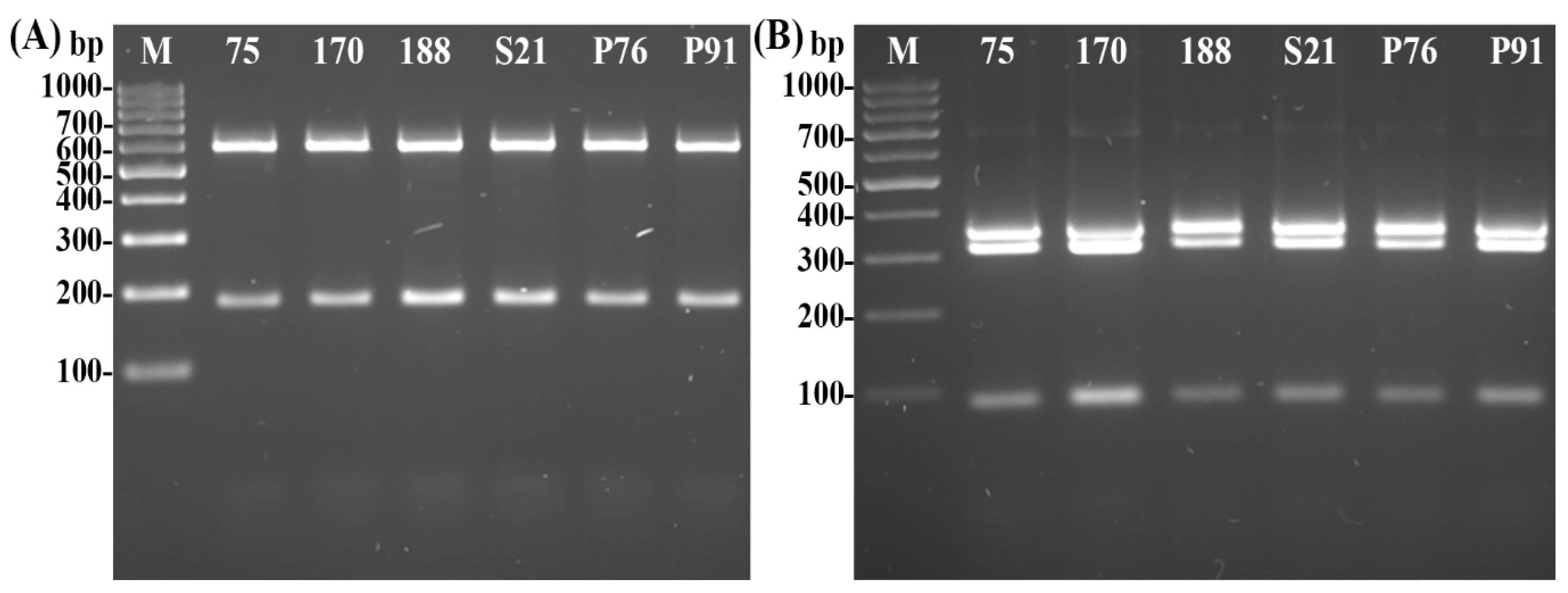 Agronomy 13 00199 g003 Agronomy 13 00199 g003
