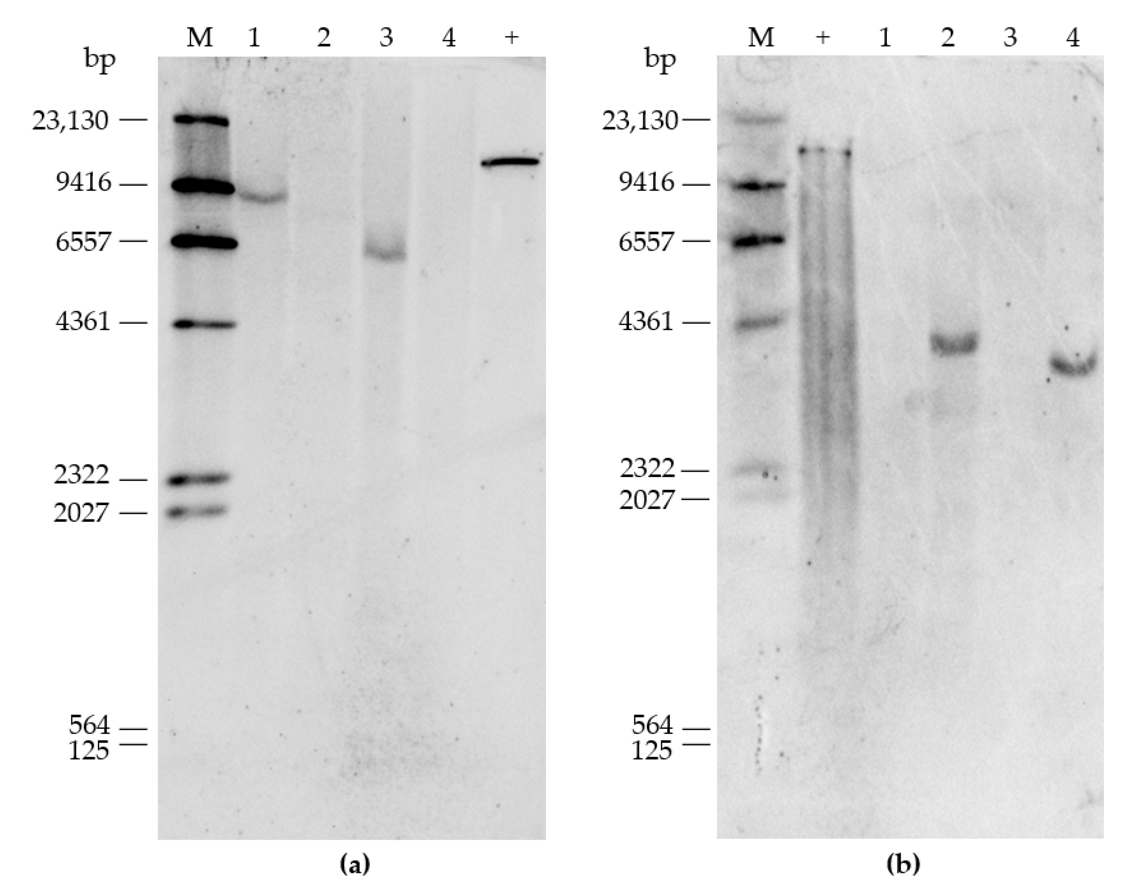 Agronomy 13 00226 g004 Agronomy 13 00226 g004
