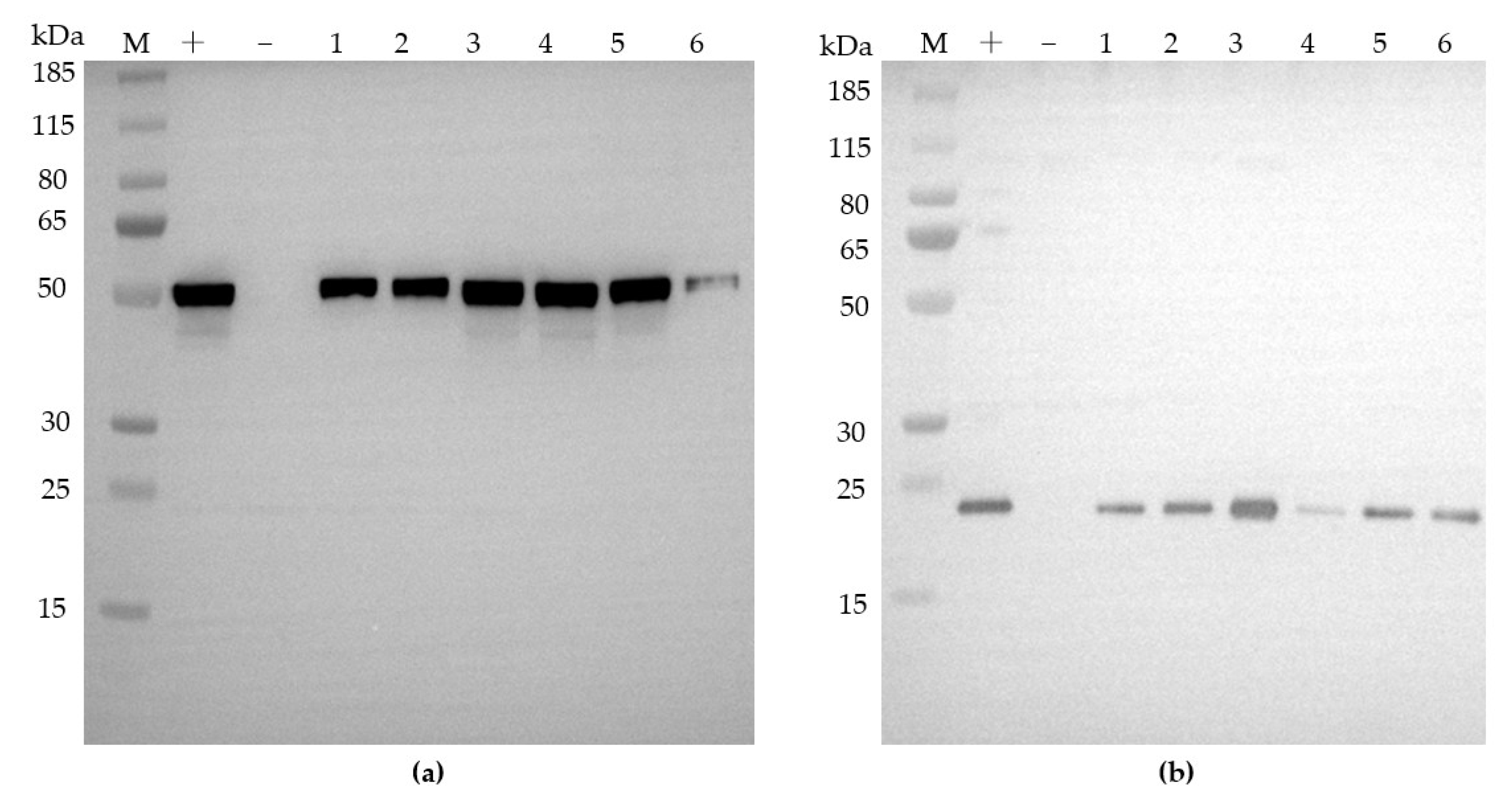 Agronomy 13 00226 g005 Agronomy 13 00226 g005