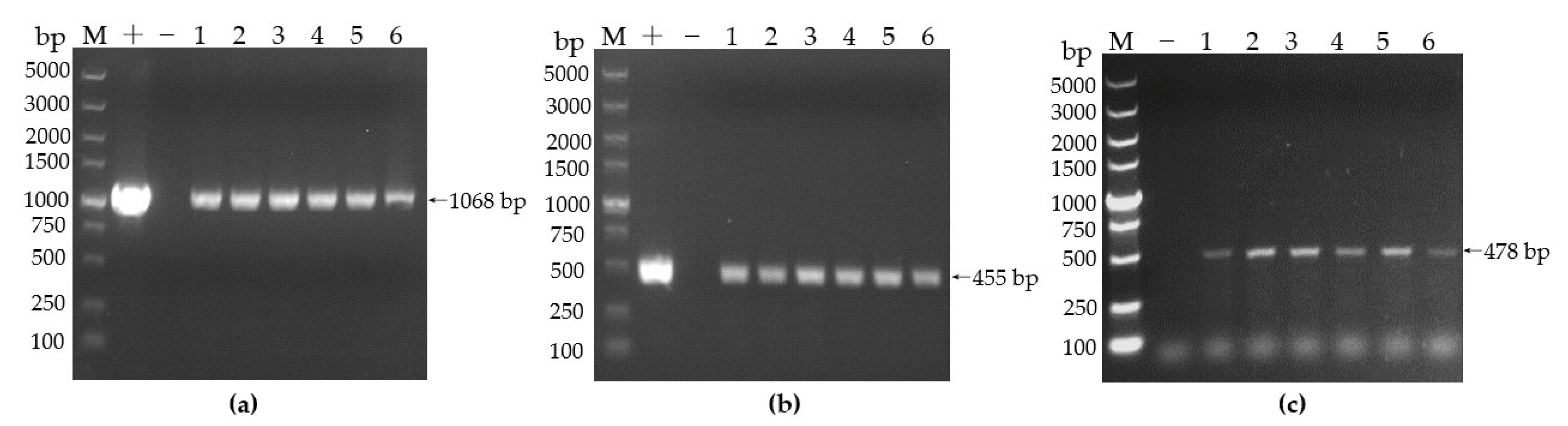 Agronomy 13 00226 g006a Agronomy 13 00226 g006a