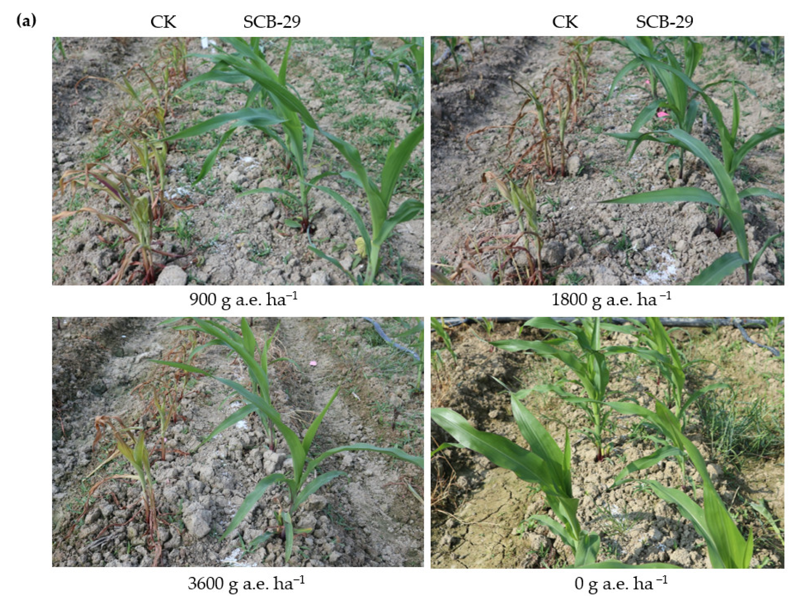 Agronomy 13 00226 g007a Agronomy 13 00226 g007a
