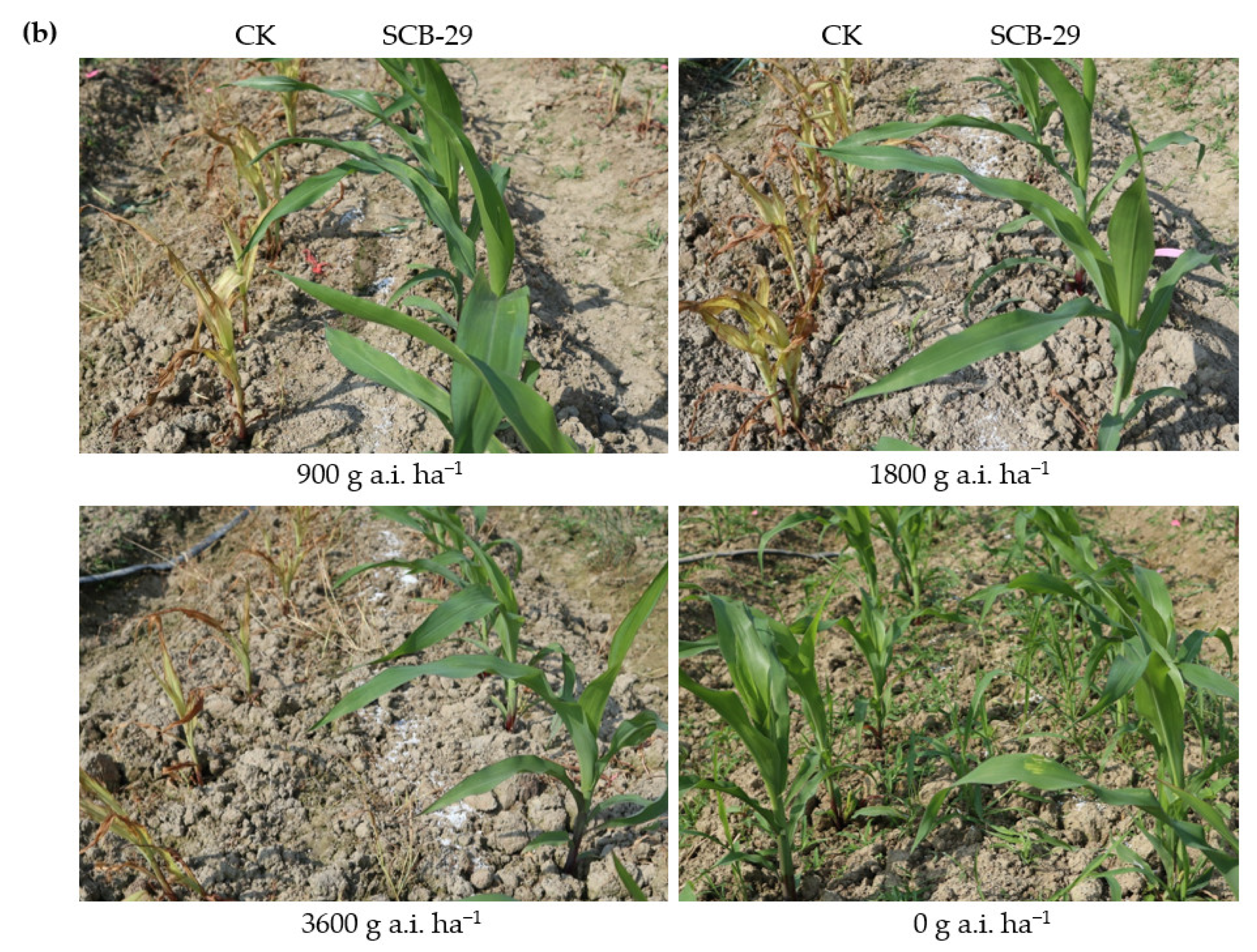 Agronomy 13 00226 g007b Agronomy 13 00226 g007b