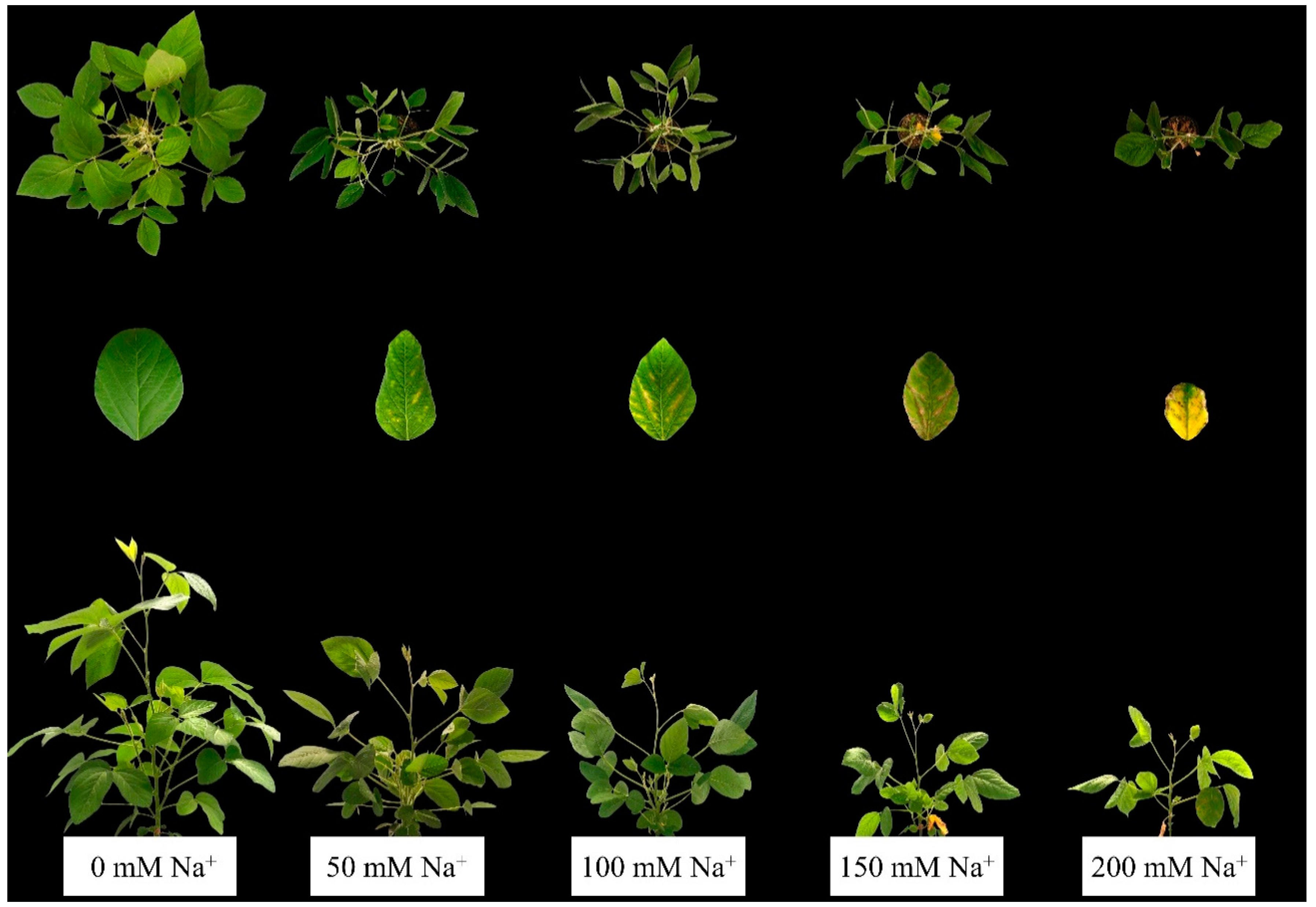 Agronomy 13 00232 g008
