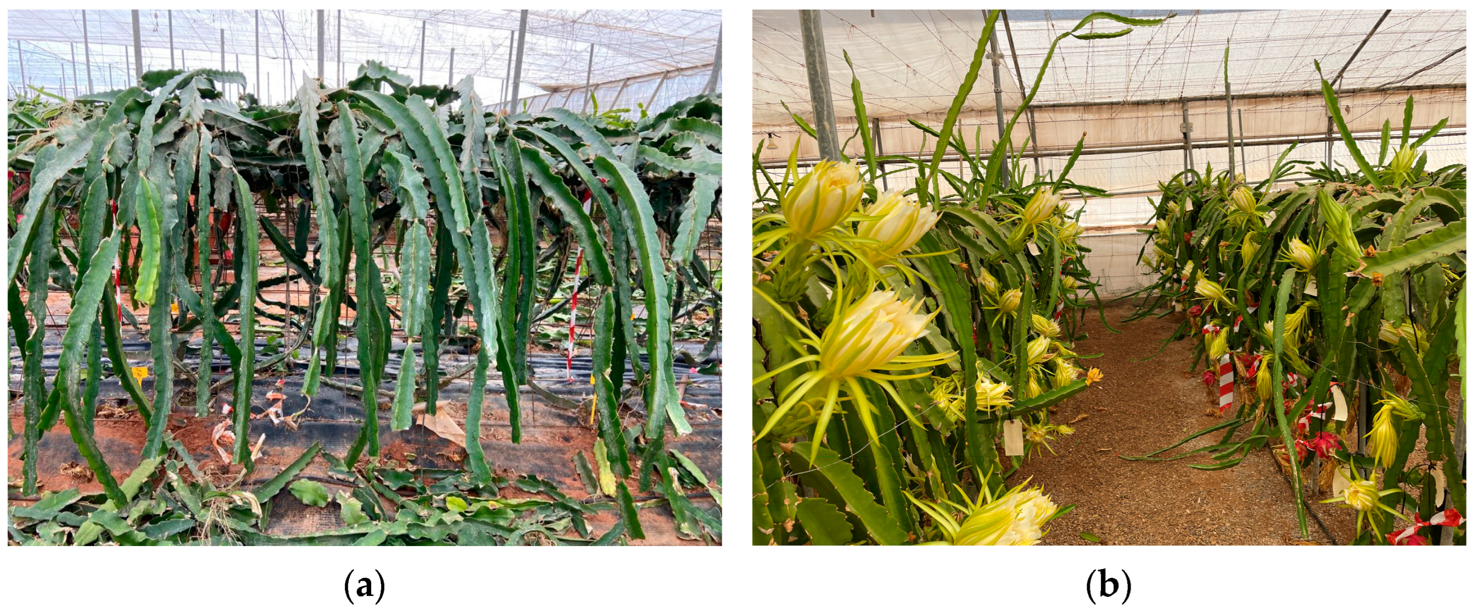 Agronomy 13 00238 g001