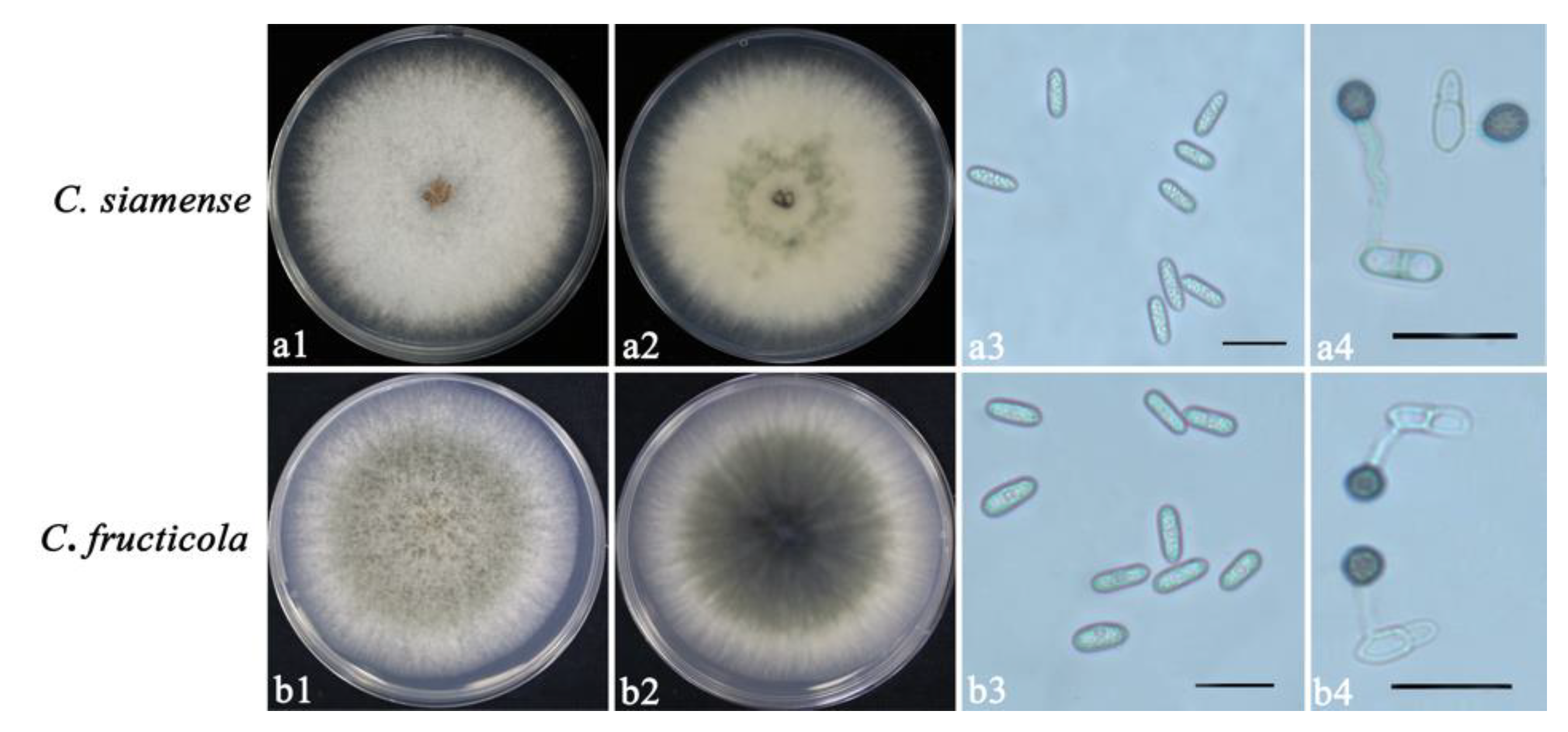 Agronomy 13 00239 g001