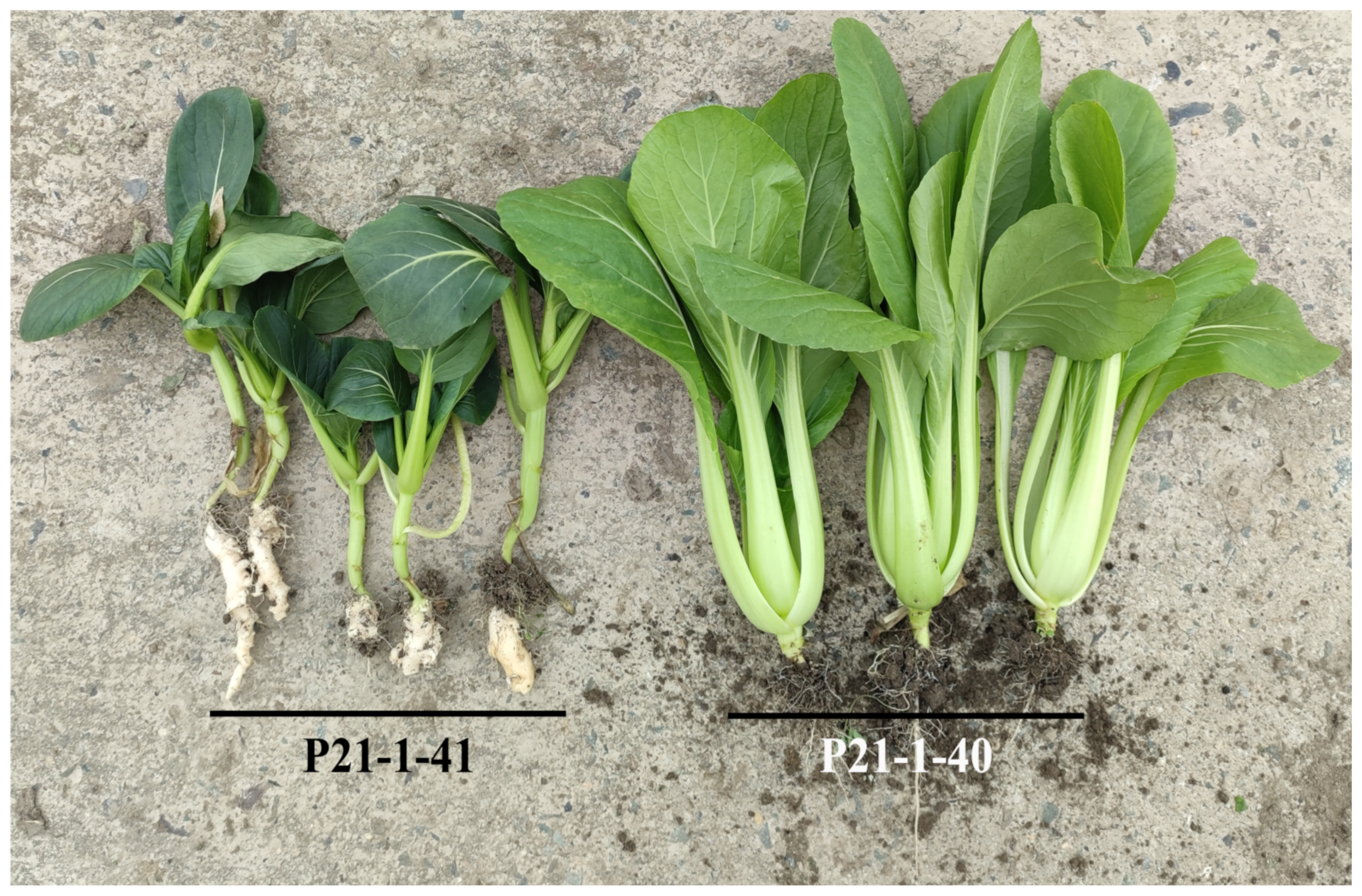 Agronomy 13 00245 g004