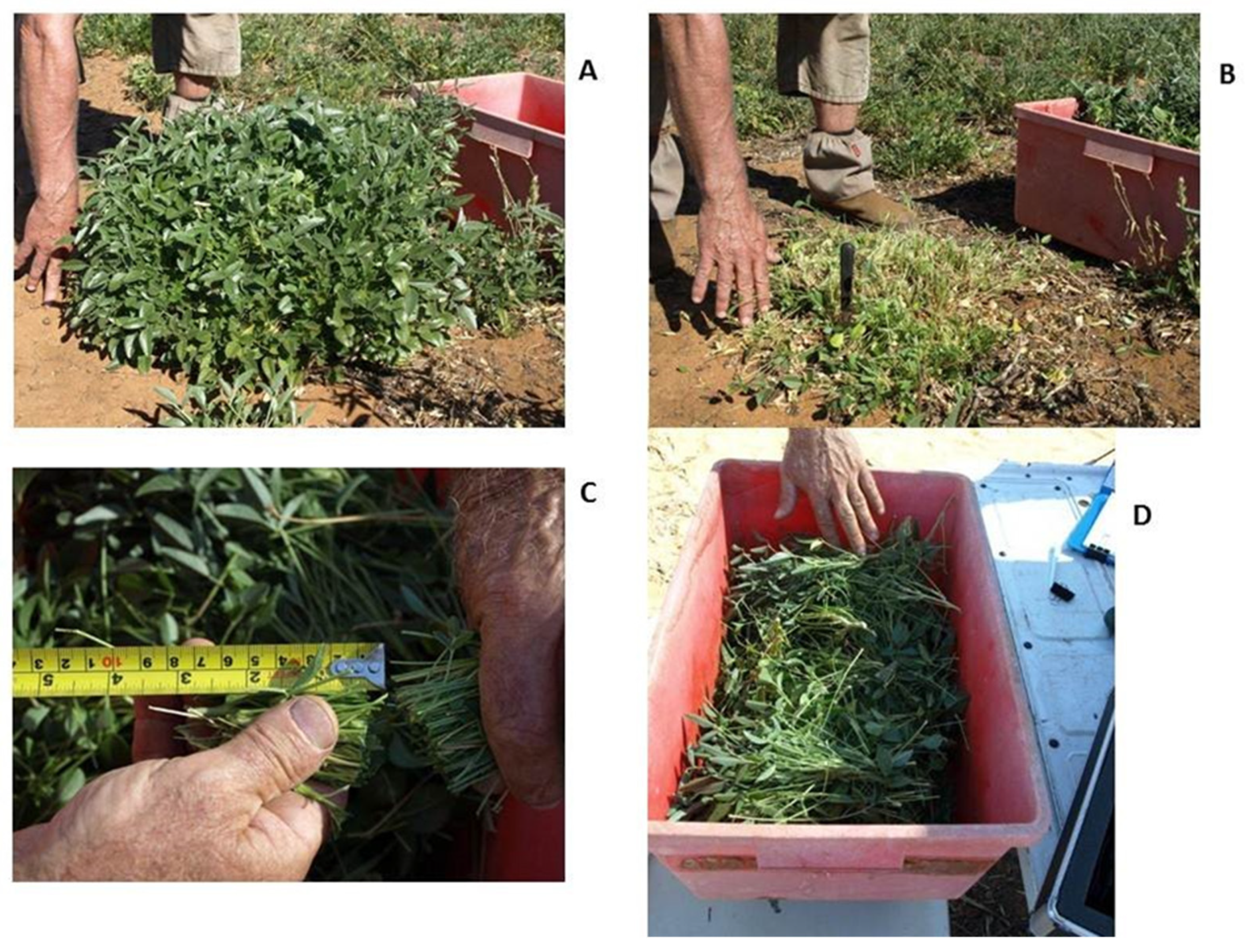 Agronomy 13 00246 g003 Agronomy 13 00246 g003
