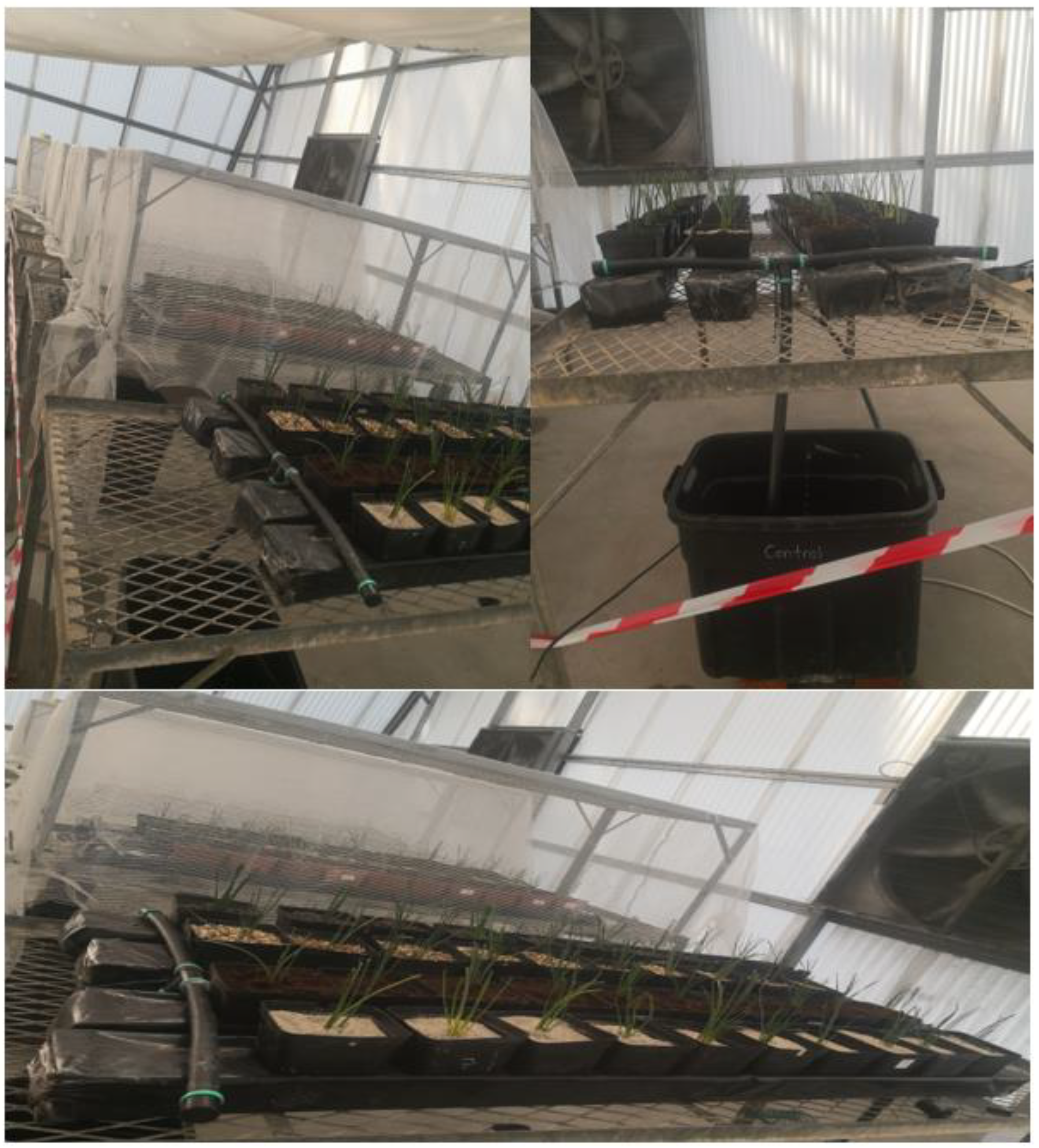 Agronomy 13 00247 g001 Agronomy 13 00247 g001