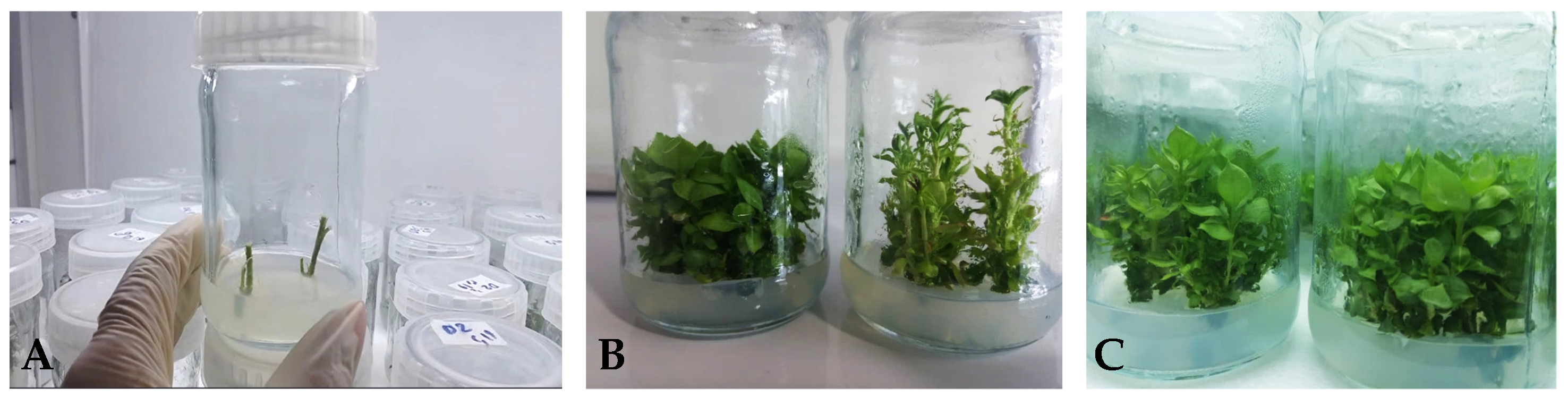 Agronomy 13 00268 g001