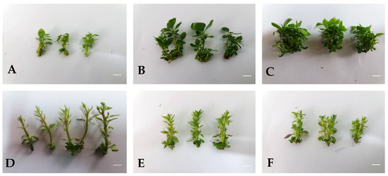 Agronomy 13 00268 g002