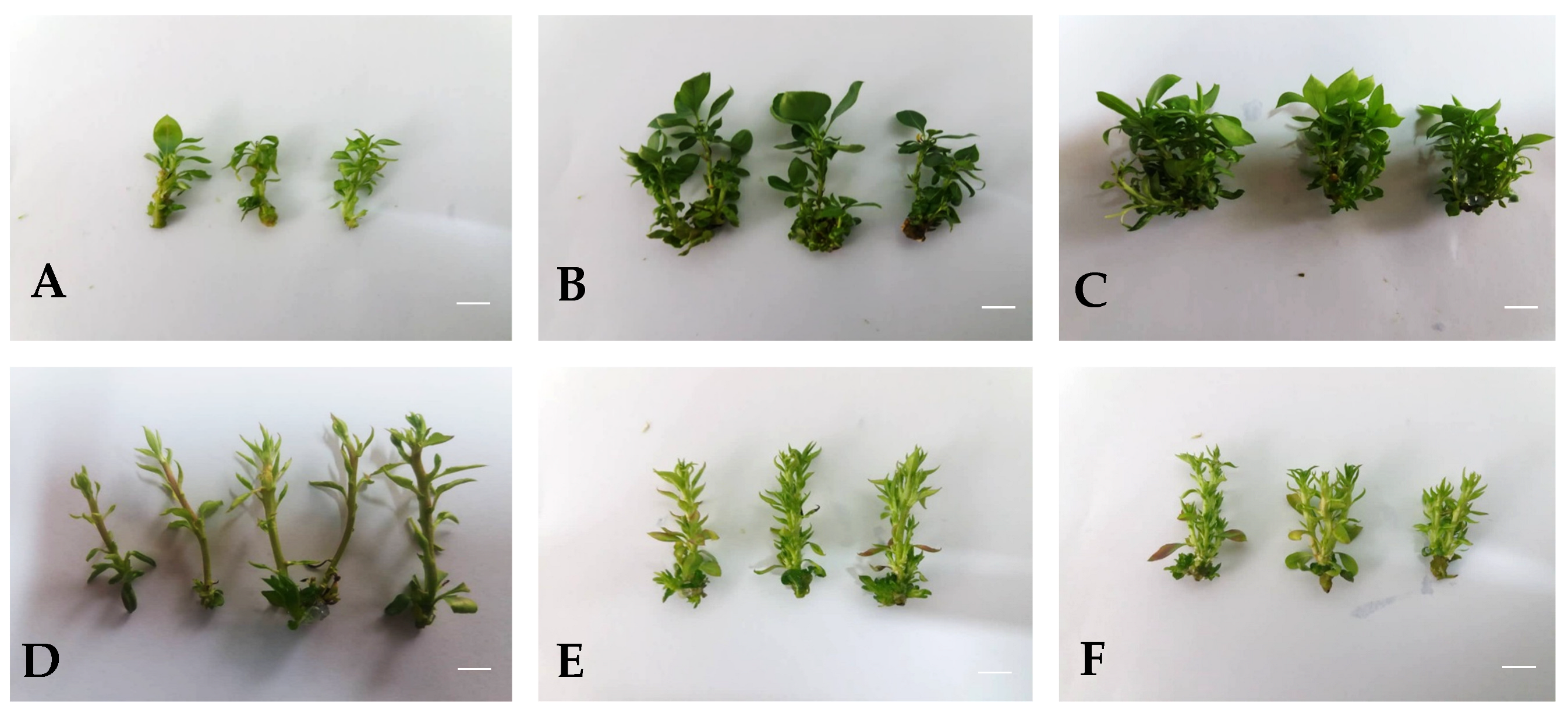 Agronomy 13 00268 g002