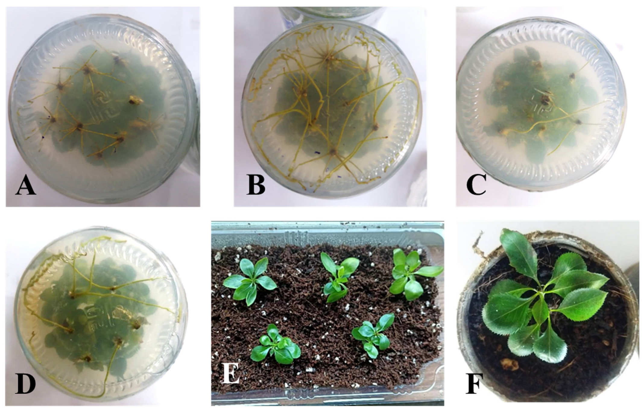 Agronomy 13 00268 g003