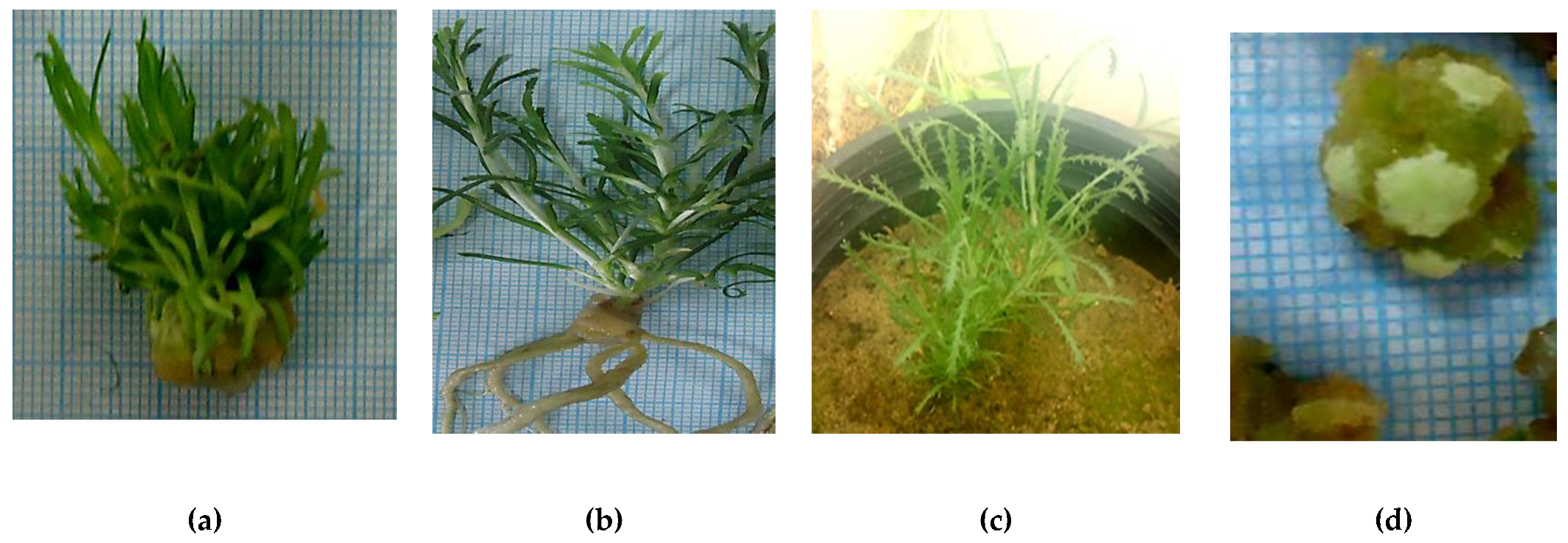 Agronomy 13 00278 g001