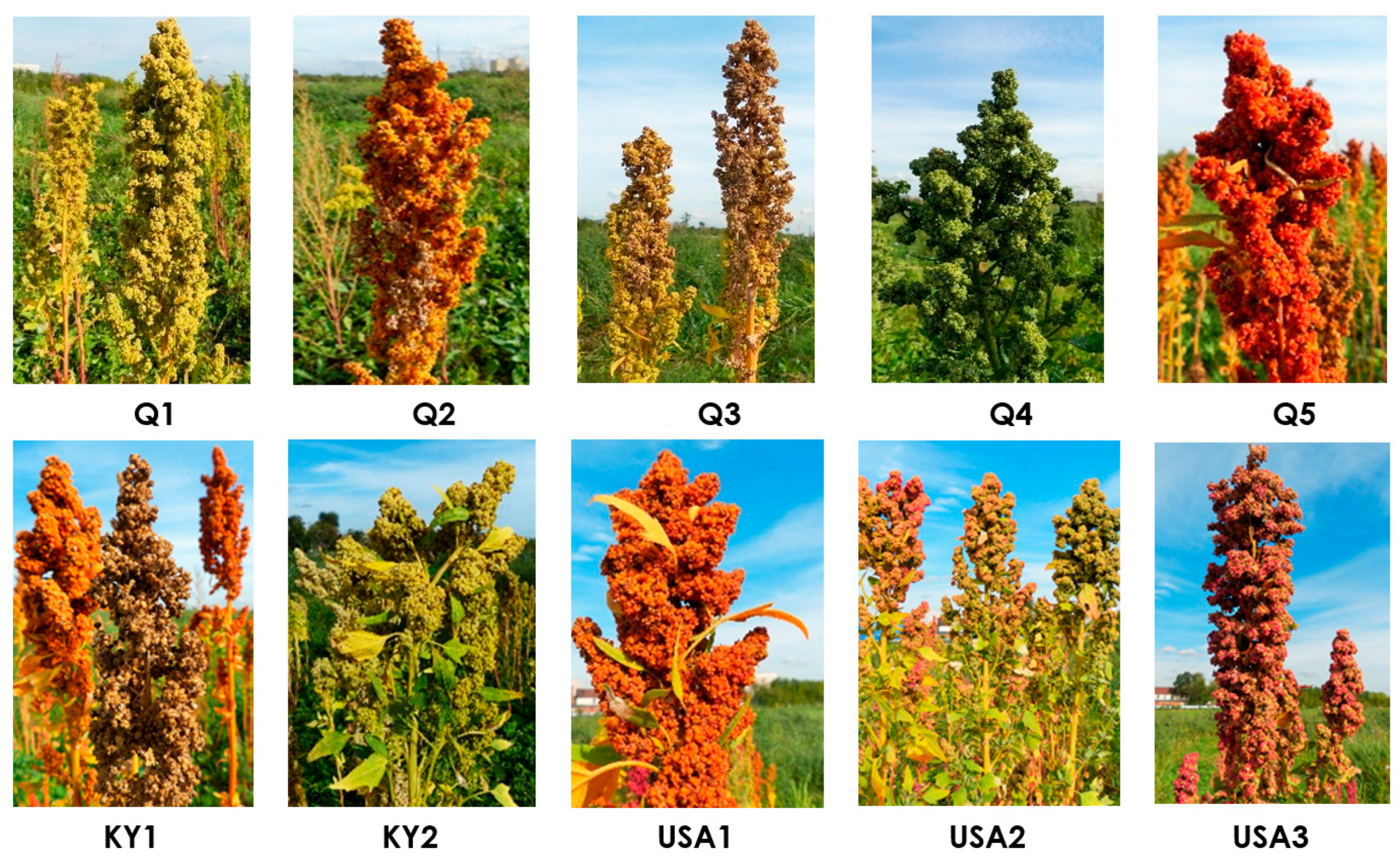 Agronomy 13 00279 g003