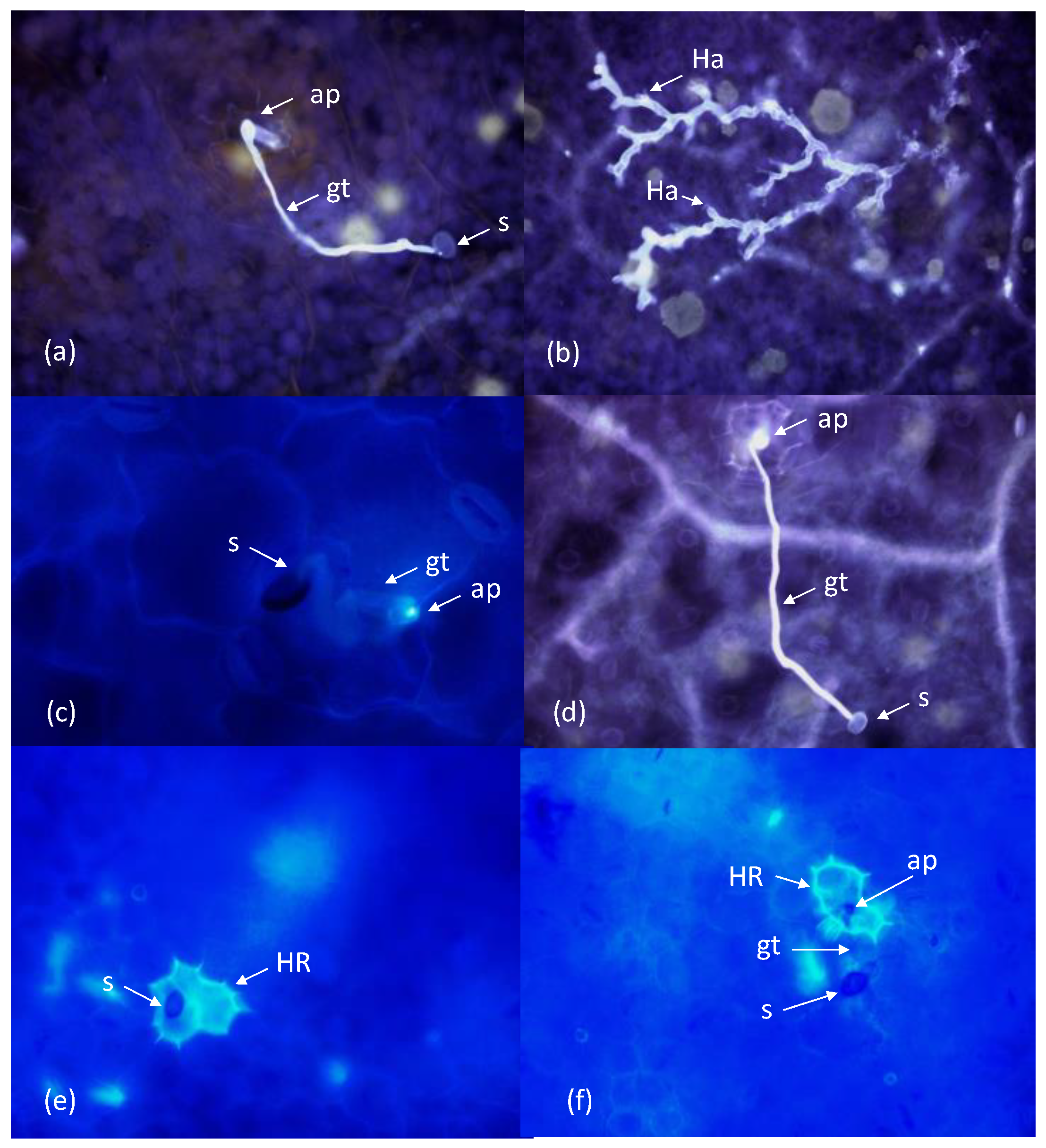 Agronomy 13 00284 g003