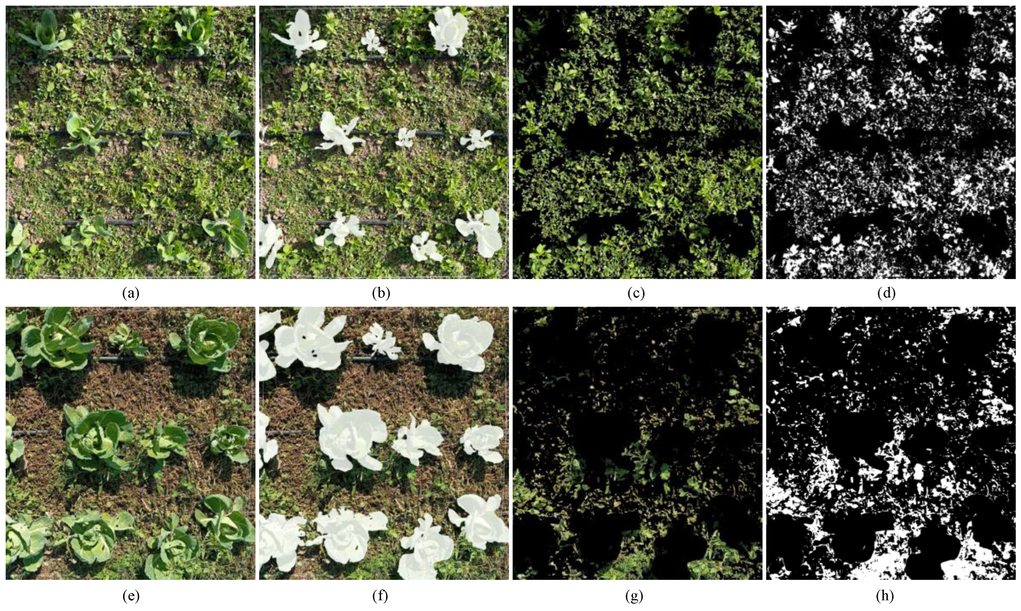 Agronomy 13 00286 g013