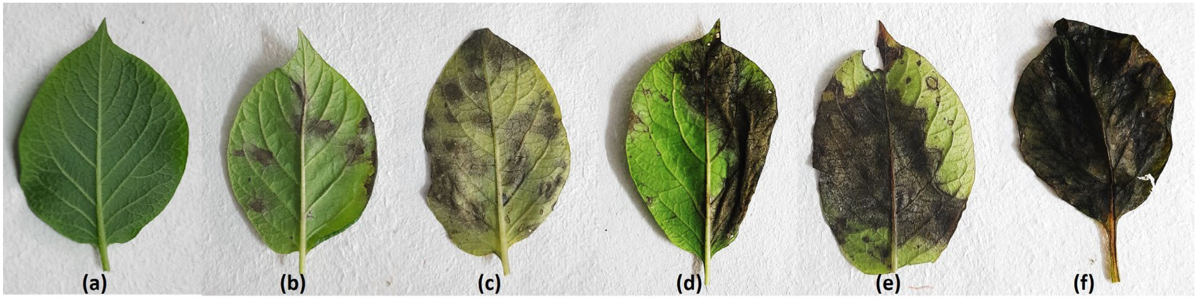 Agronomy 13 00294 g002