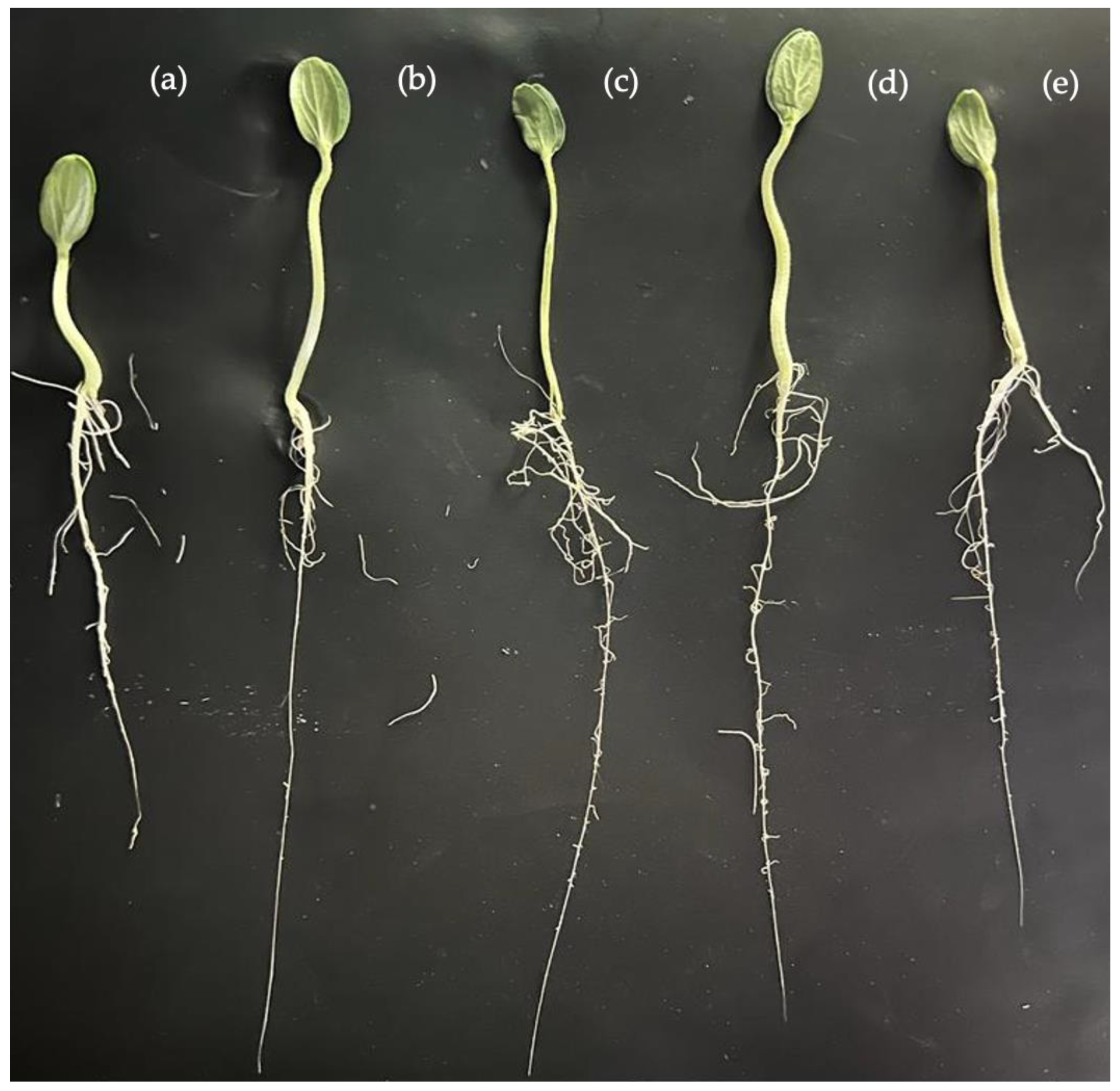 Agronomy 13 00315 g001