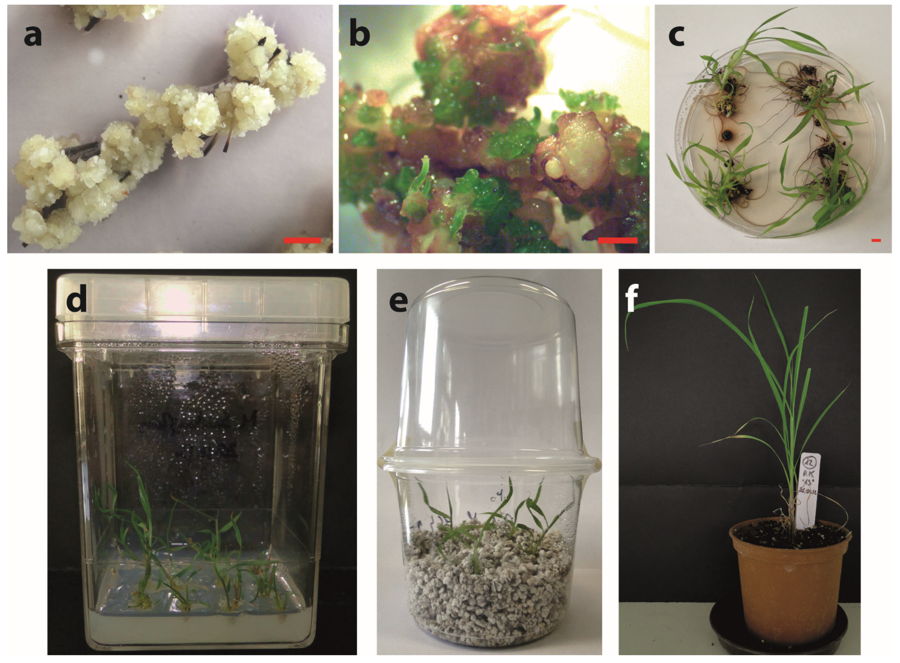 Agronomy 13 00323 g001