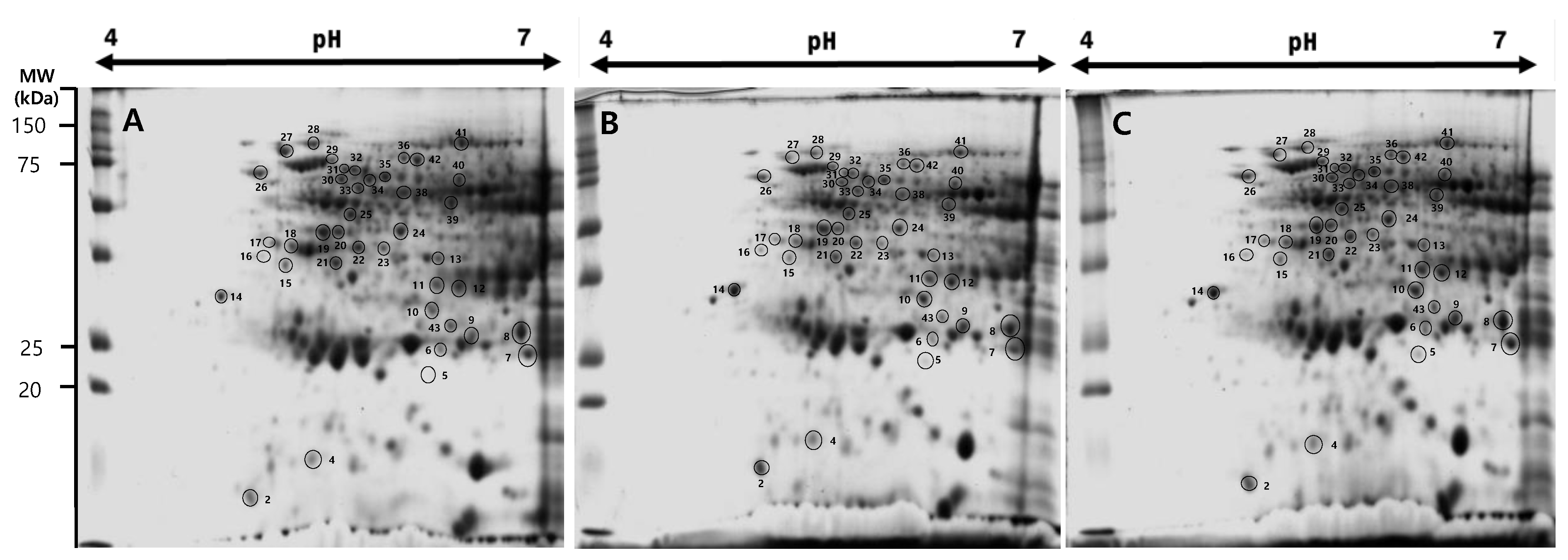 Agronomy 13 00330 g005