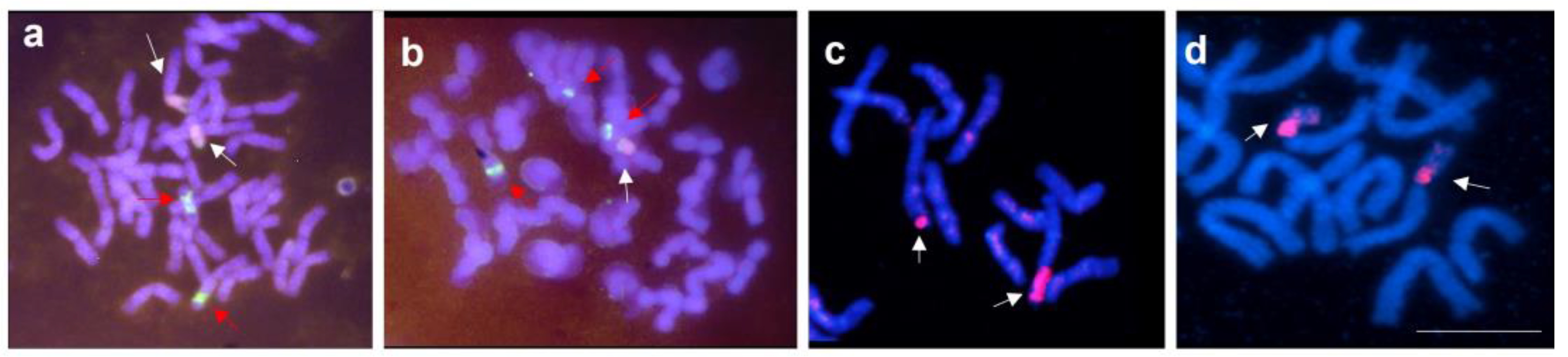 Agronomy 13 00334 g002