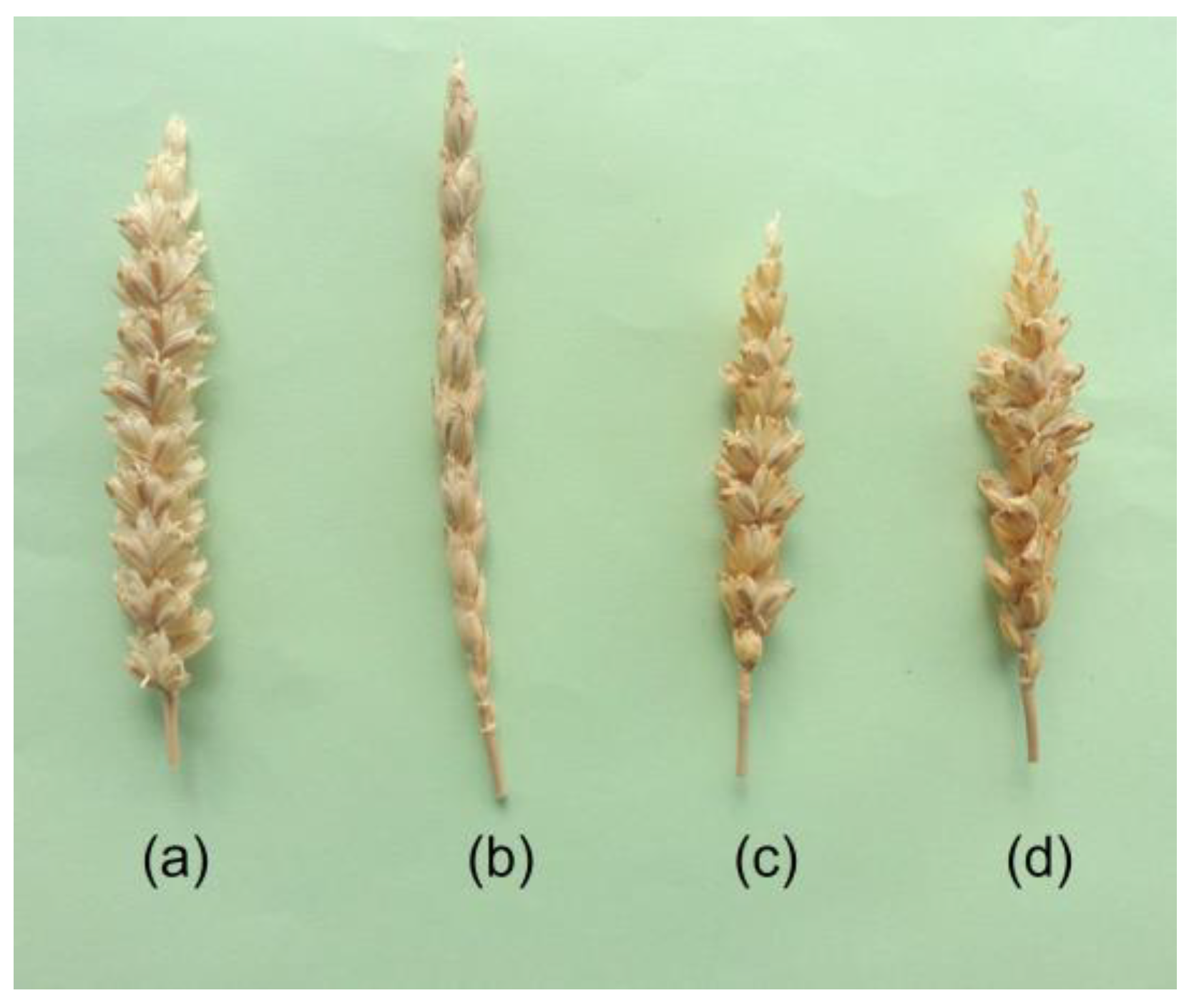 Agronomy 13 00334 g004
