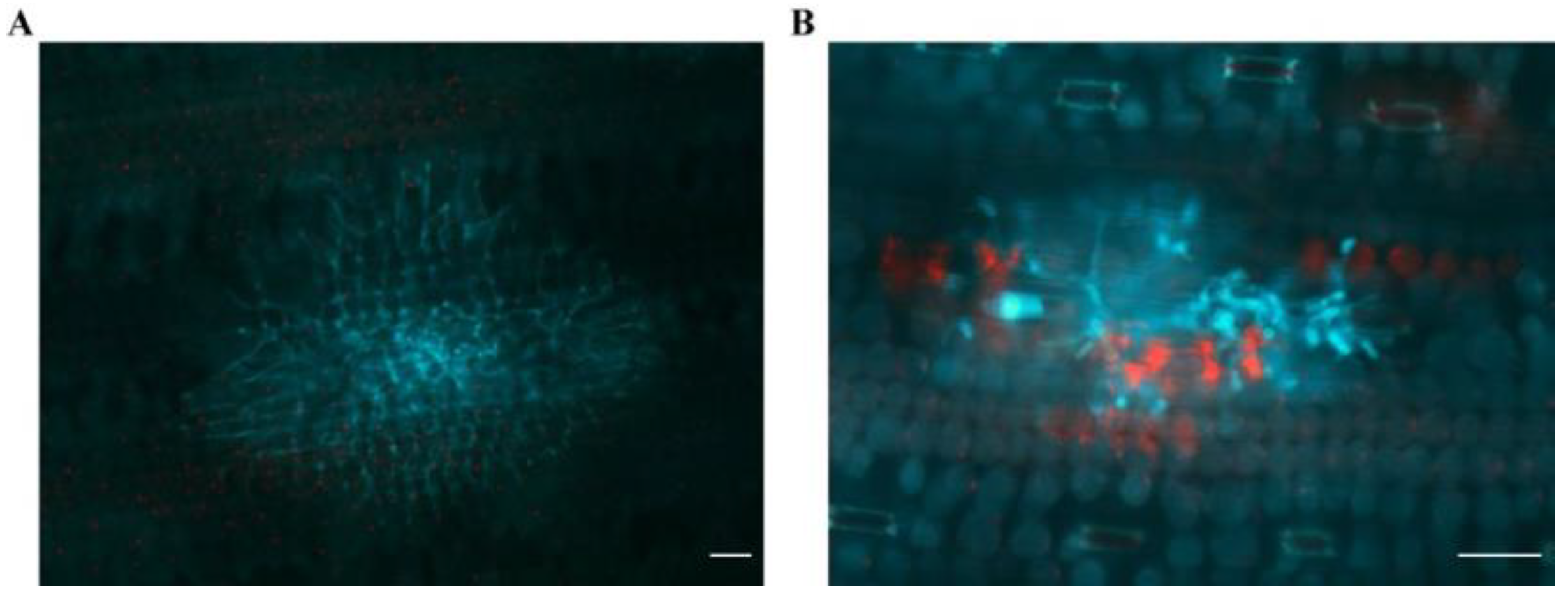 Agronomy 13 00334 g007