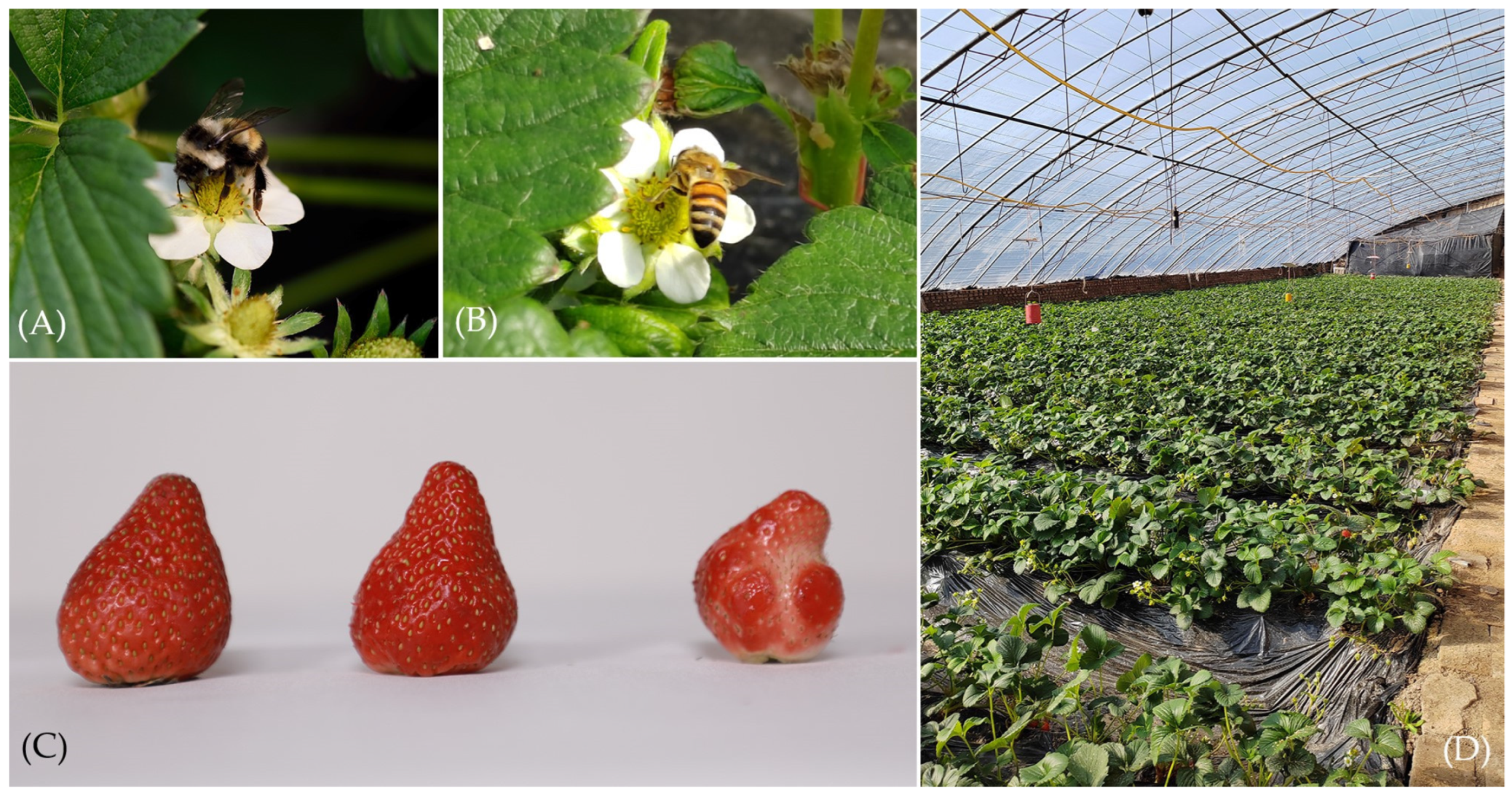 Agronomy 13 00339 g001