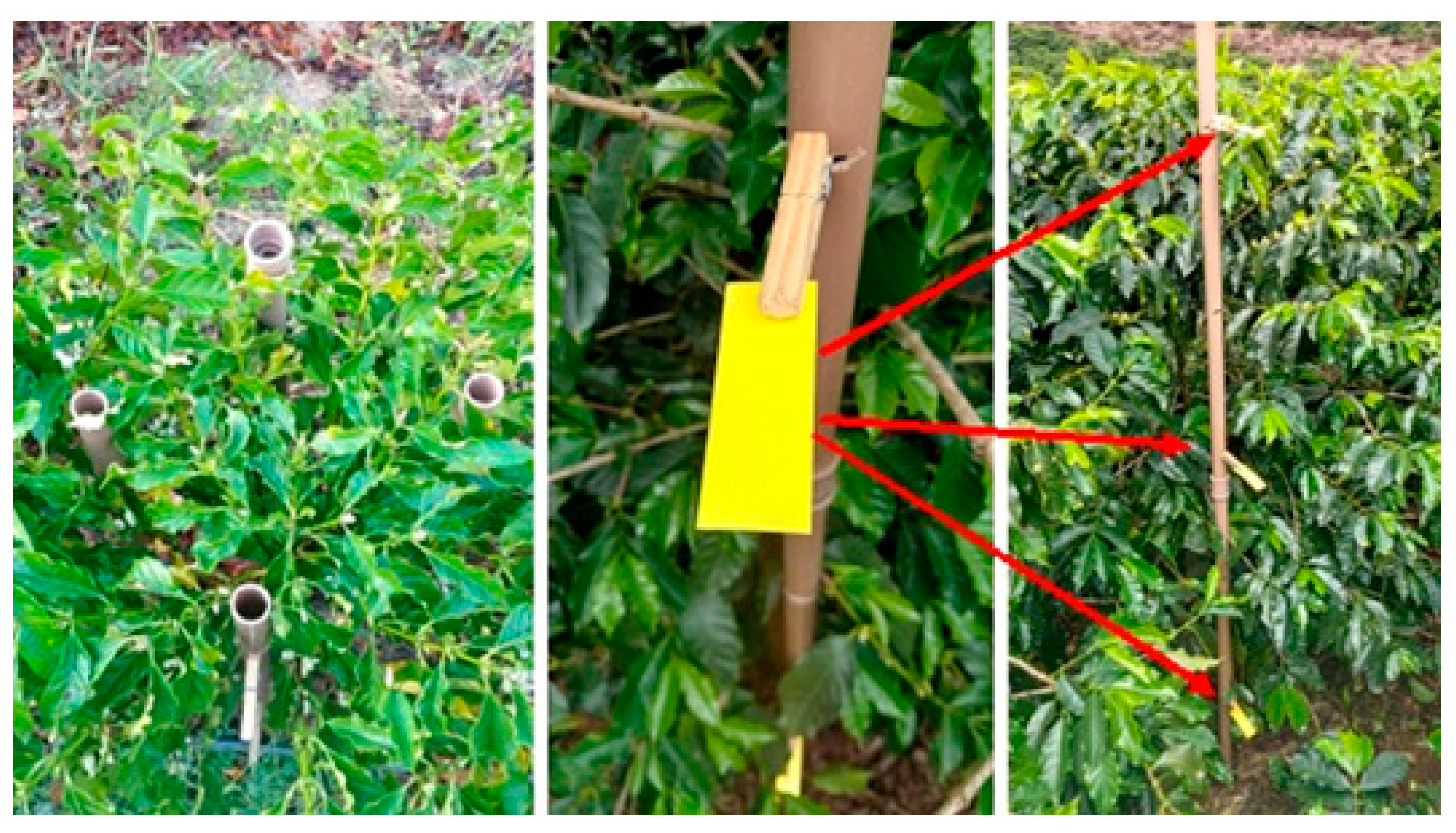 Agronomy 13 00340 g004 Agronomy 13 00340 g004