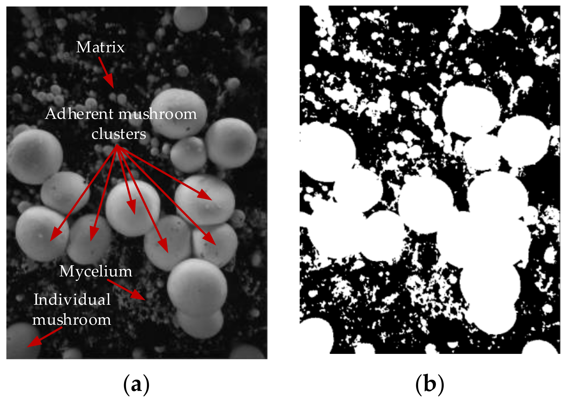 Agronomy 13 00347 g002
