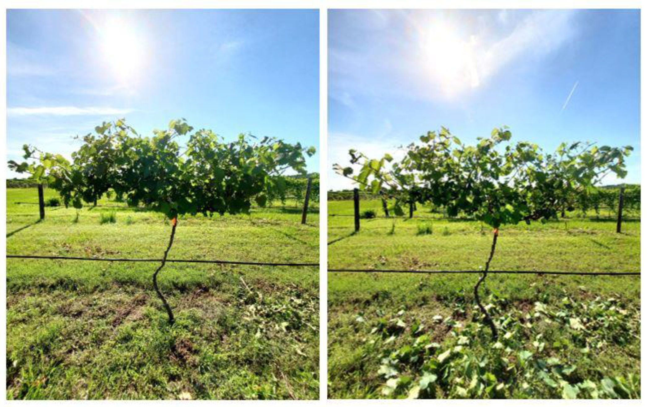 Agronomy 13 00368 g002