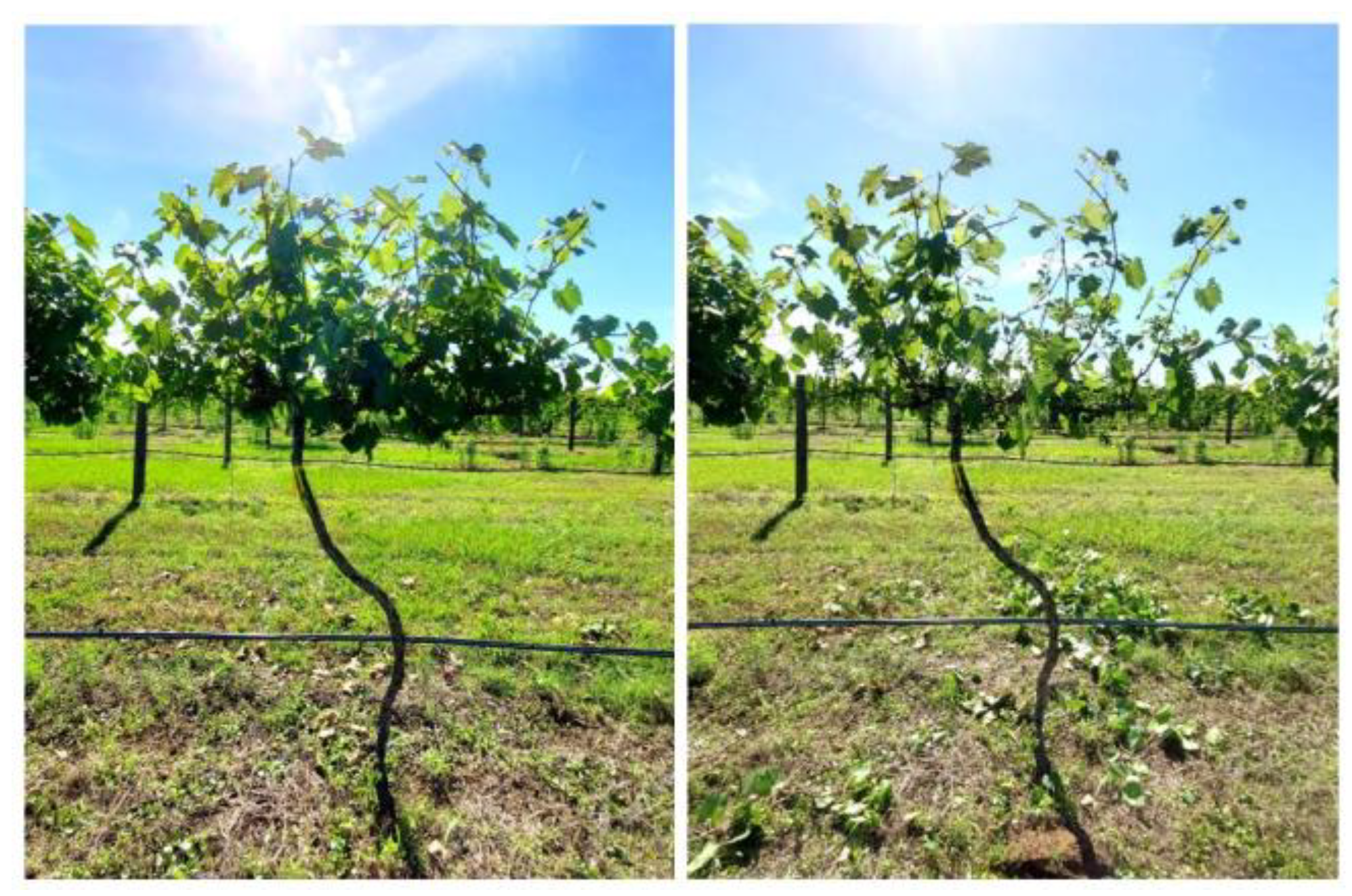 Agronomy 13 00368 g003