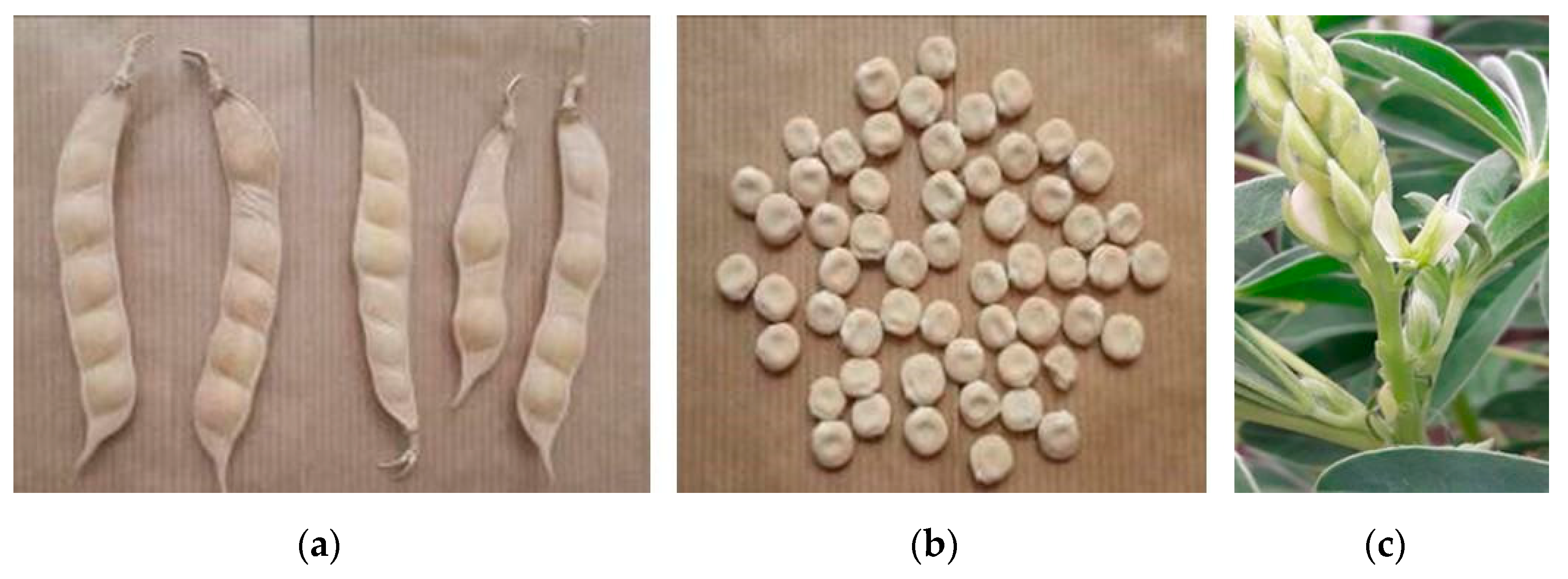 Agronomy 13 00370 g001 Agronomy 13 00370 g001