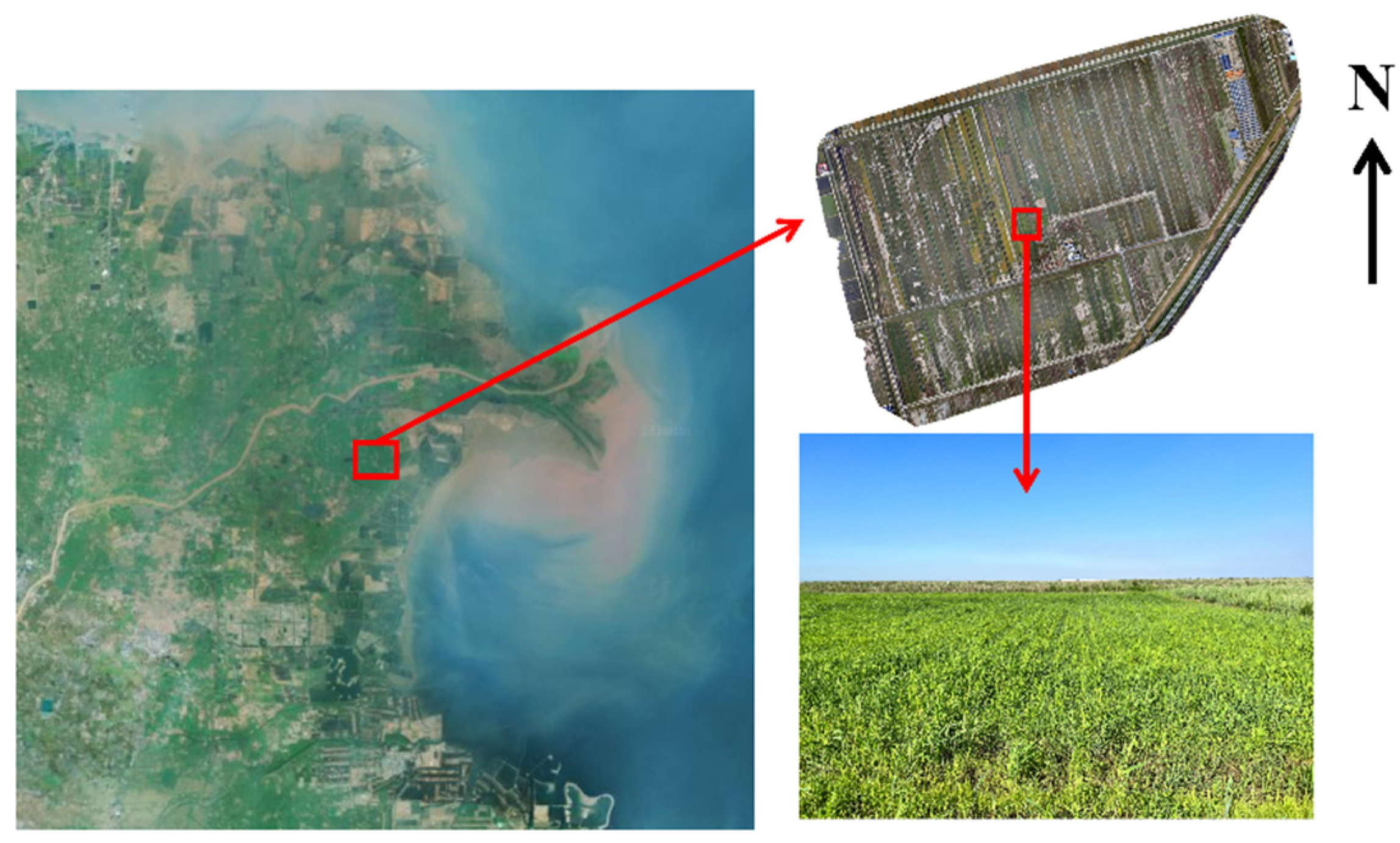 Agronomy 13 00372 g001