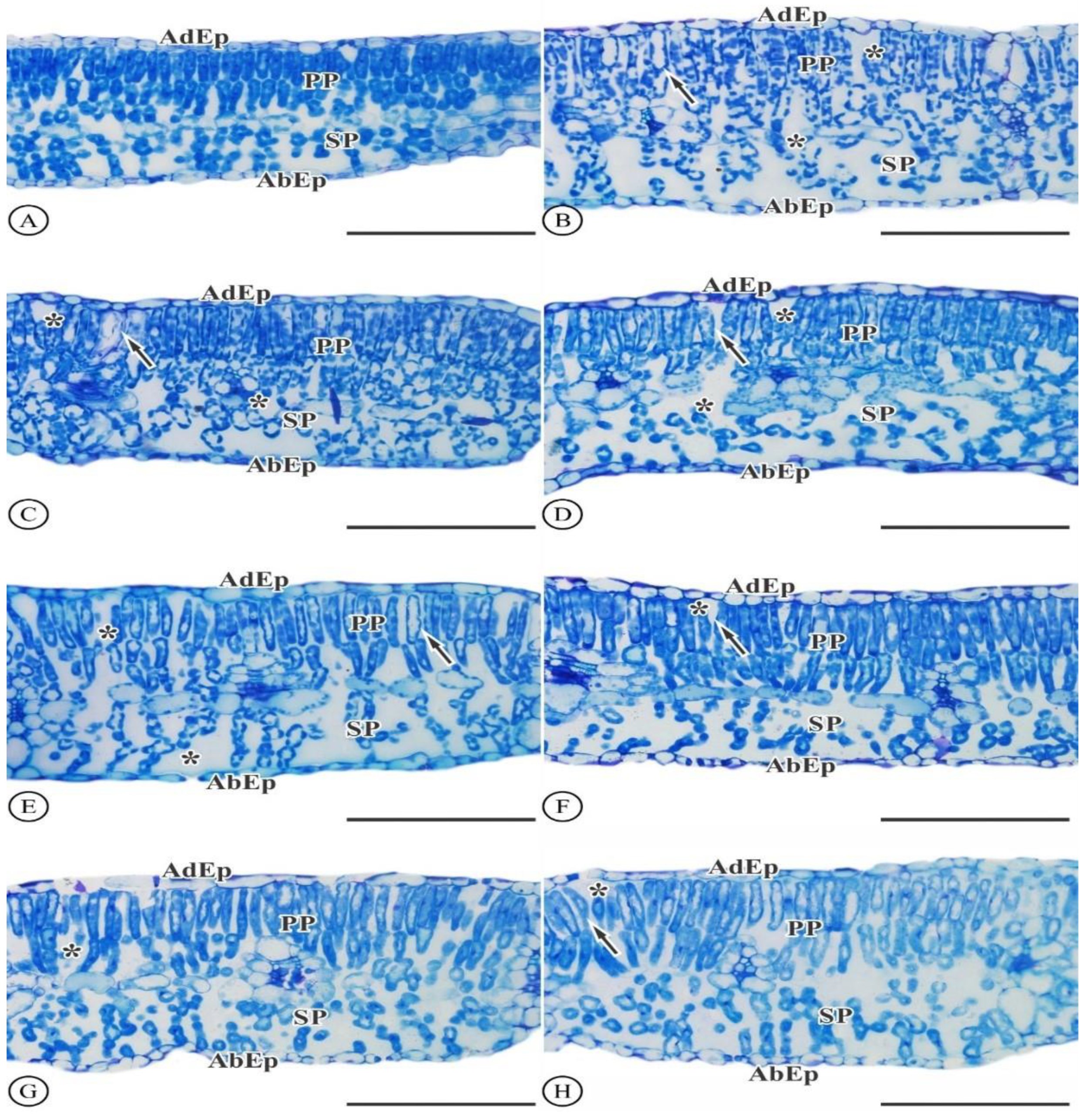 Agronomy 13 00382 g002