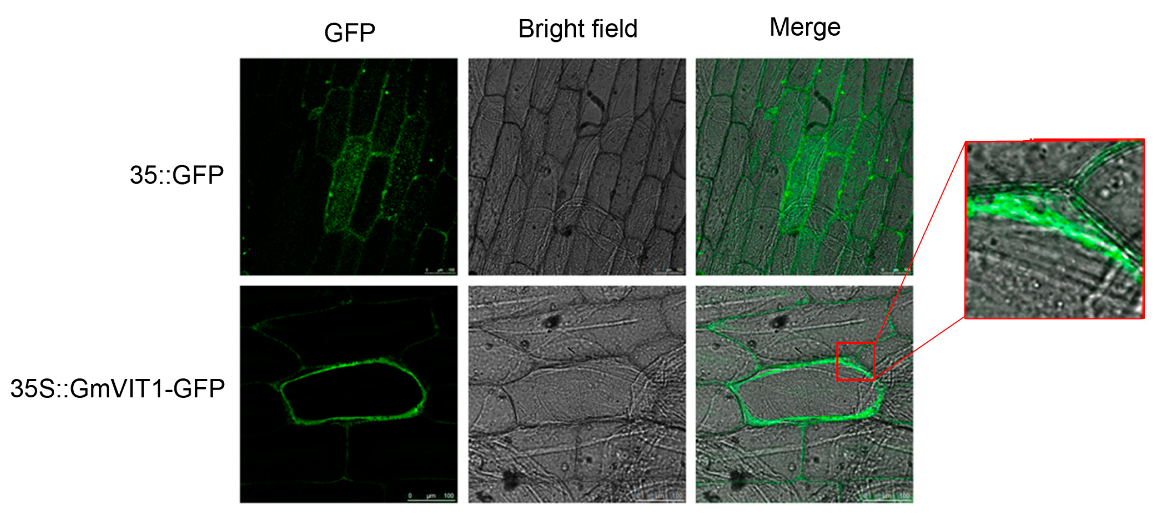 Agronomy 13 00384 g005