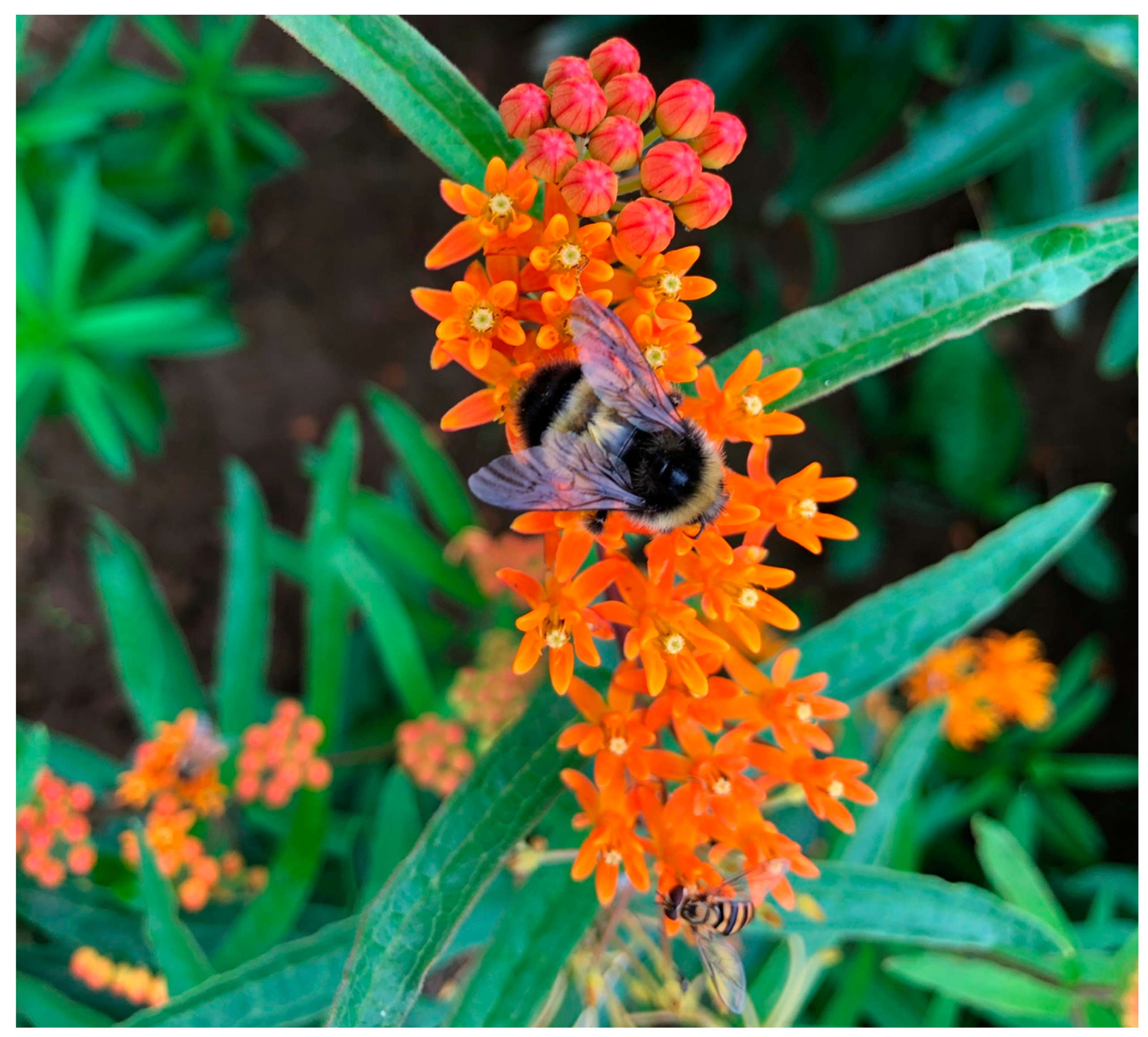 Agronomy 13 00393 g002