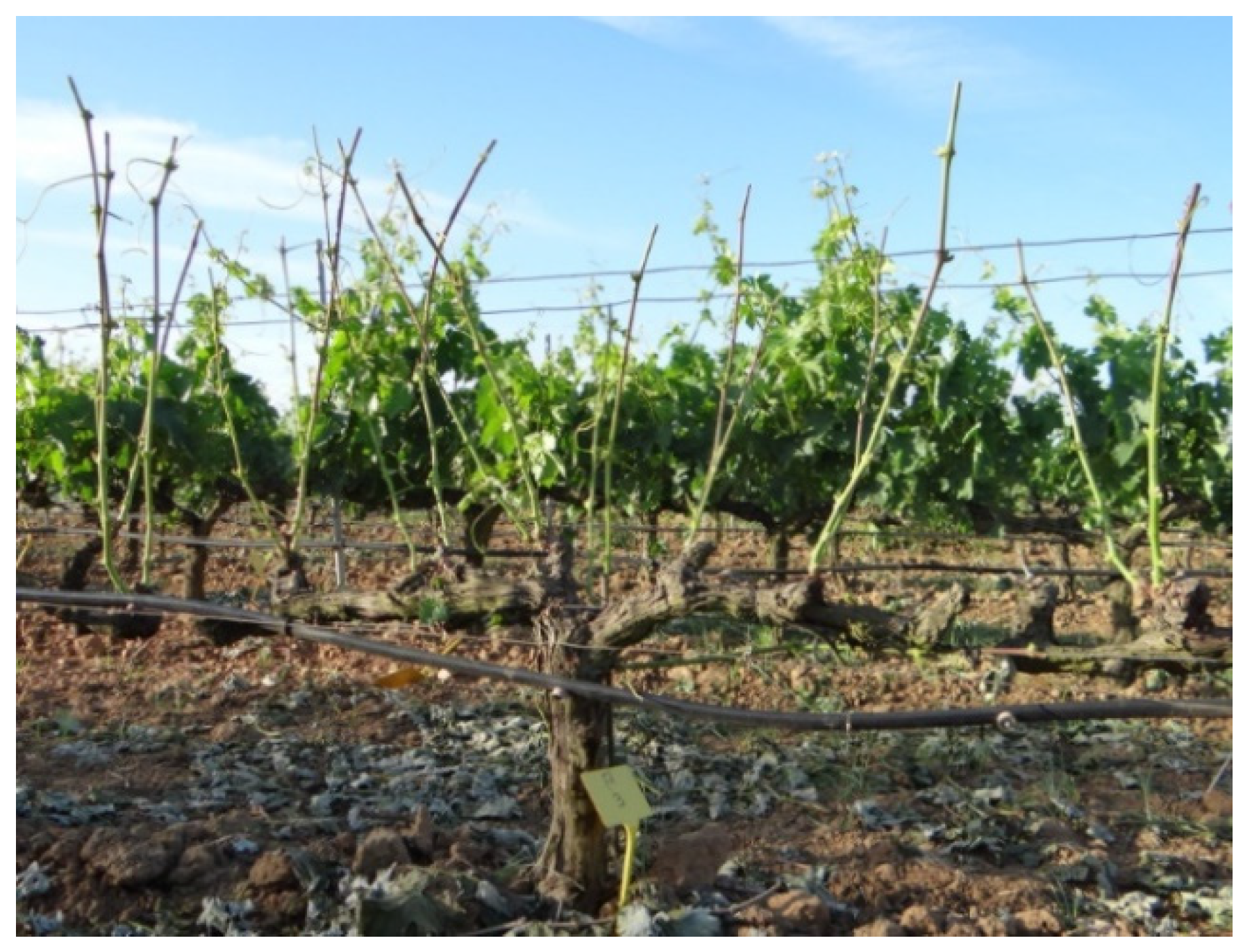 Agronomy 13 00395 g001