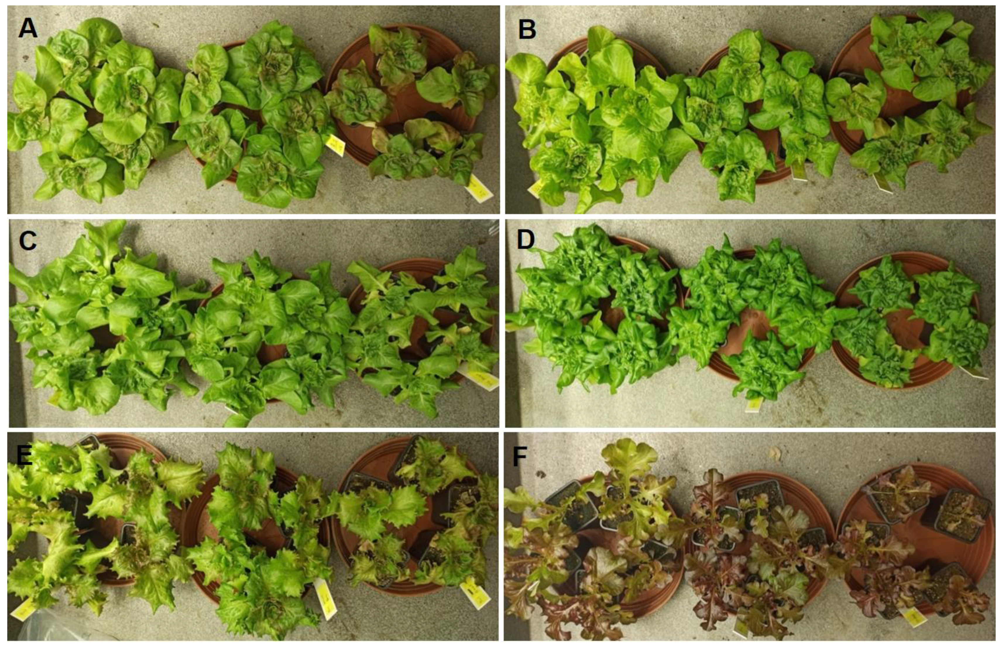Agronomy 13 00398 g003