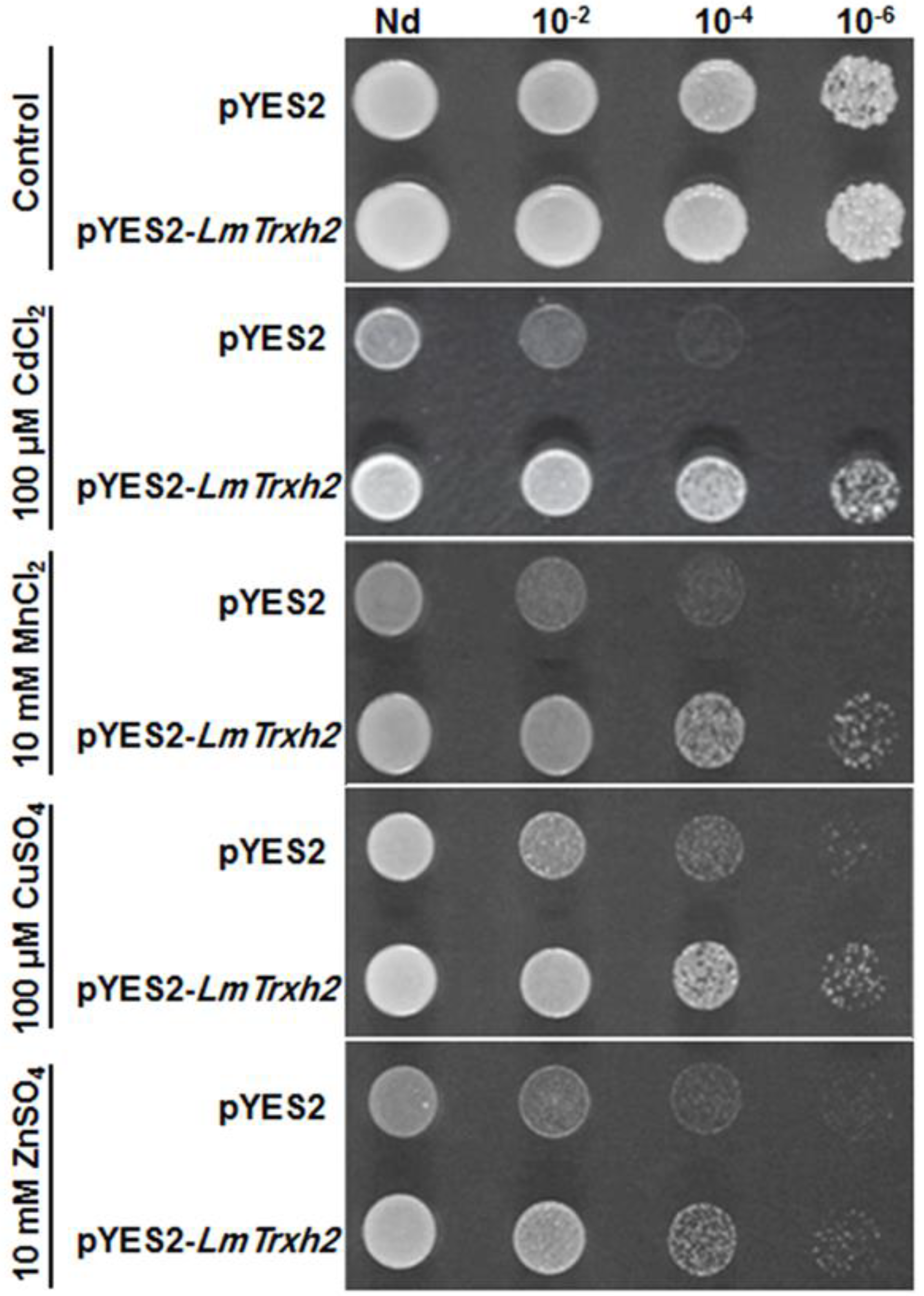 Agronomy 13 00399 g002