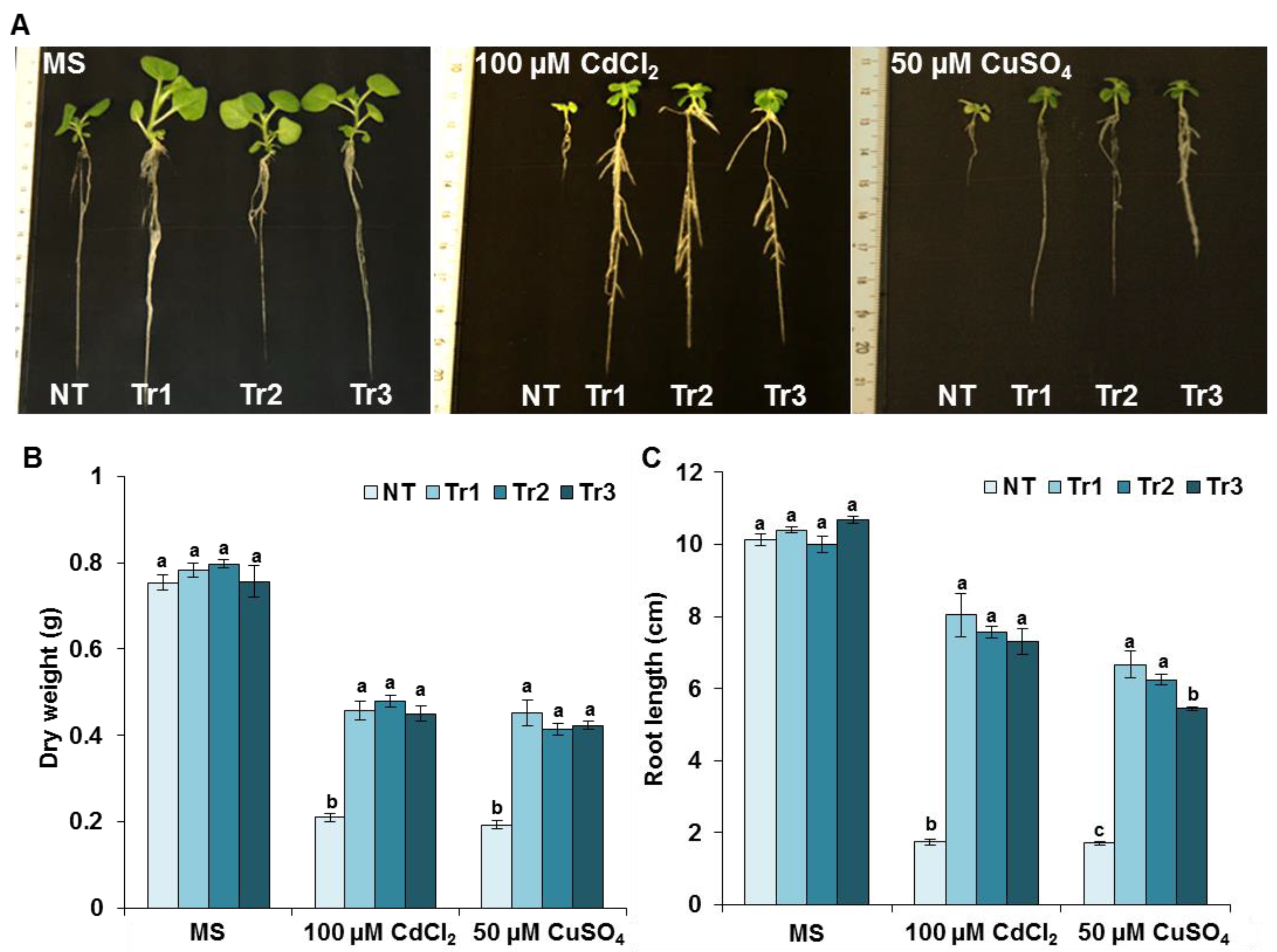 Agronomy 13 00399 g004