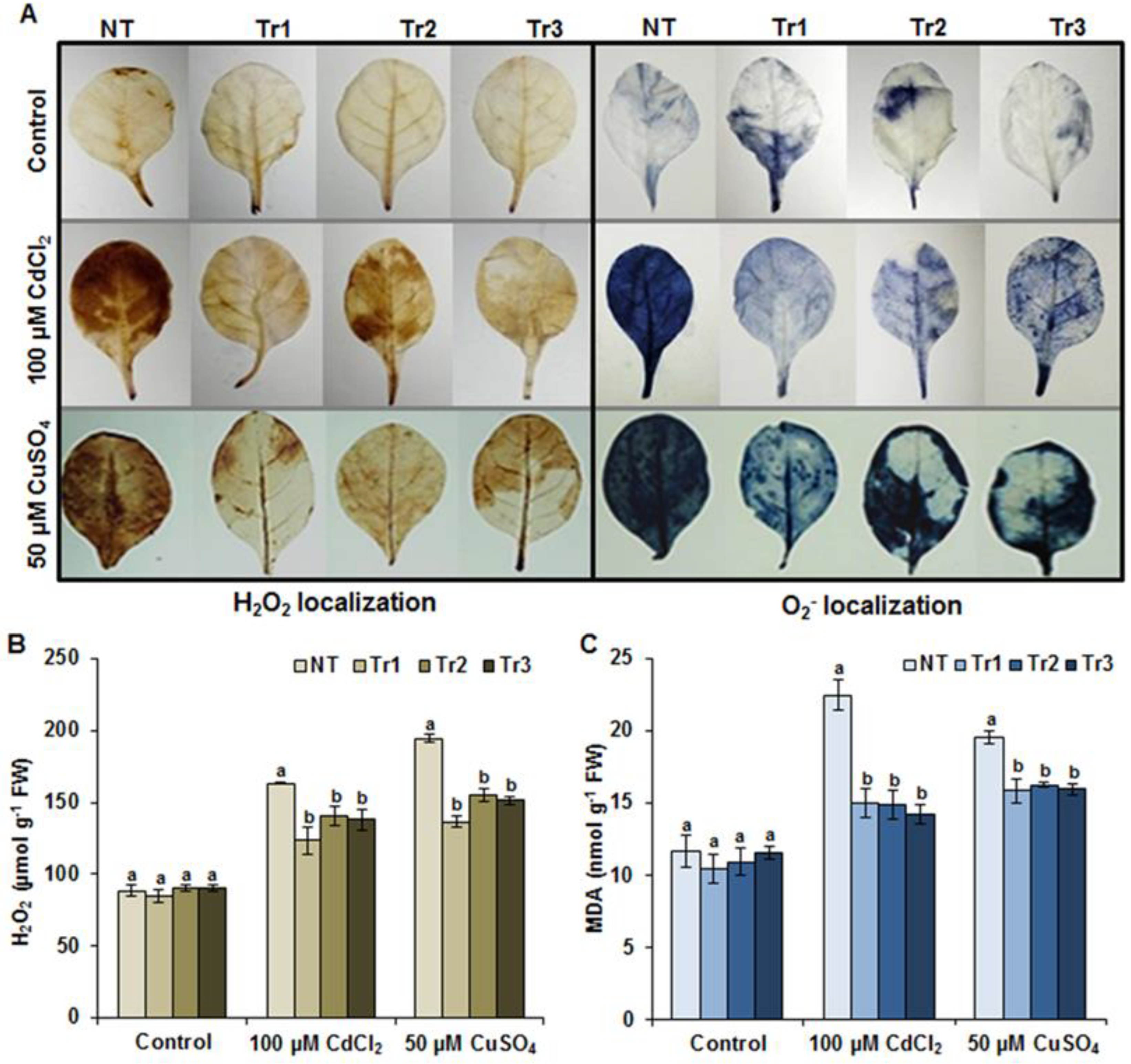Agronomy 13 00399 g006