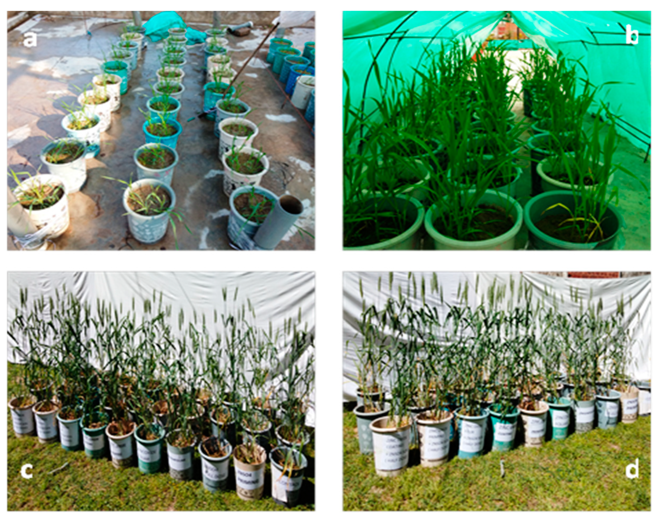 Agronomy 13 00400 g003