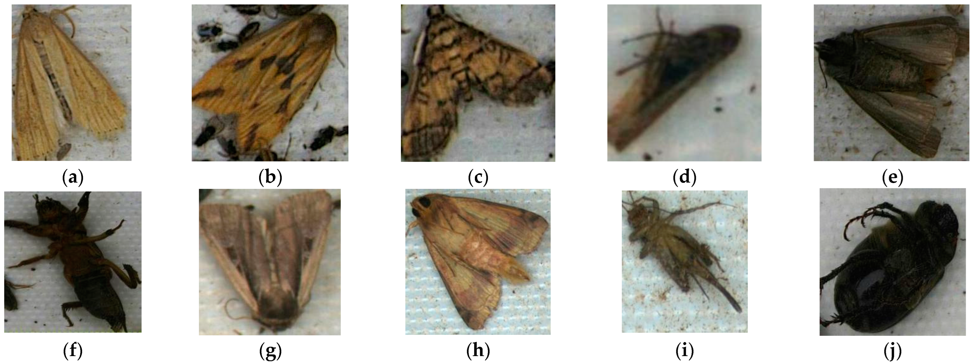 Agronomy 13 00410 g002