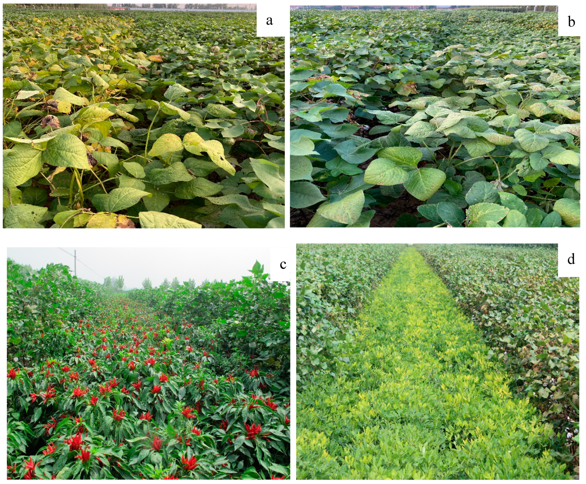 Agronomy 13 00413 g001