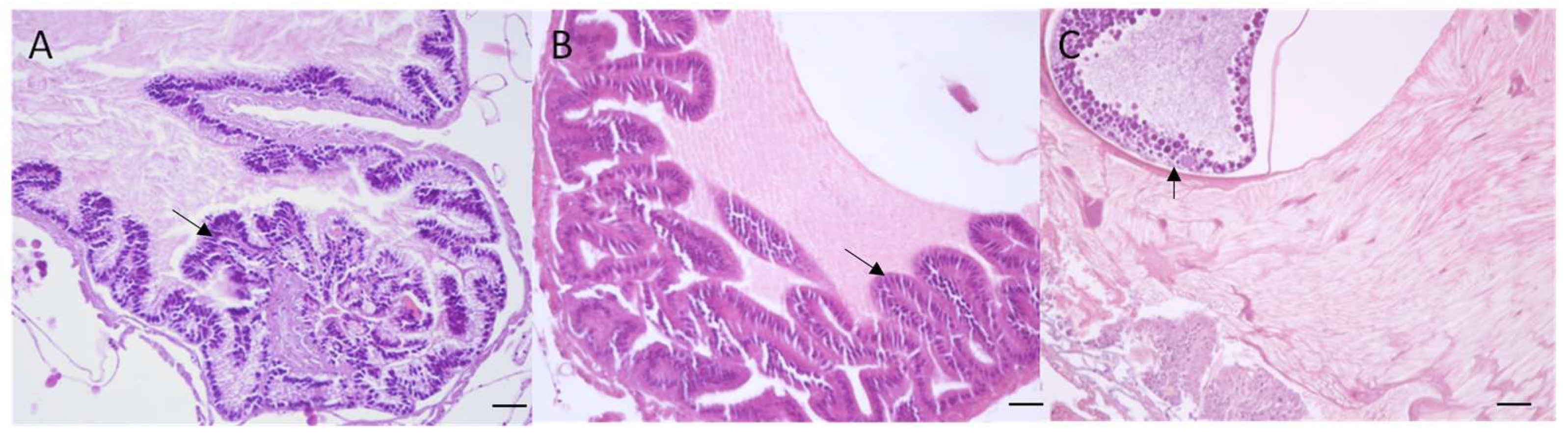 Agronomy 13 00420 g004