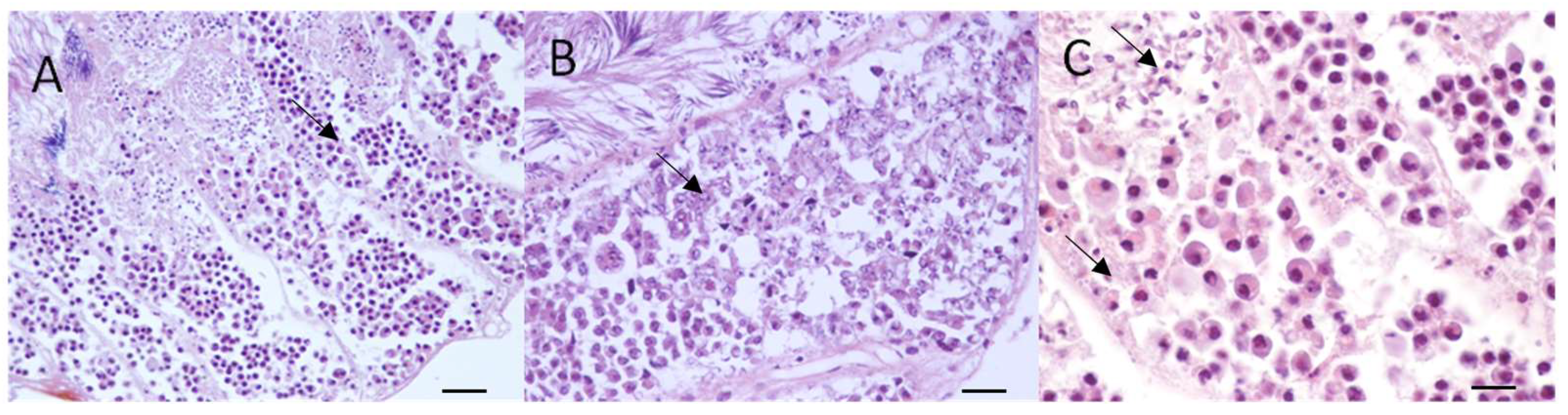 Agronomy 13 00420 g005